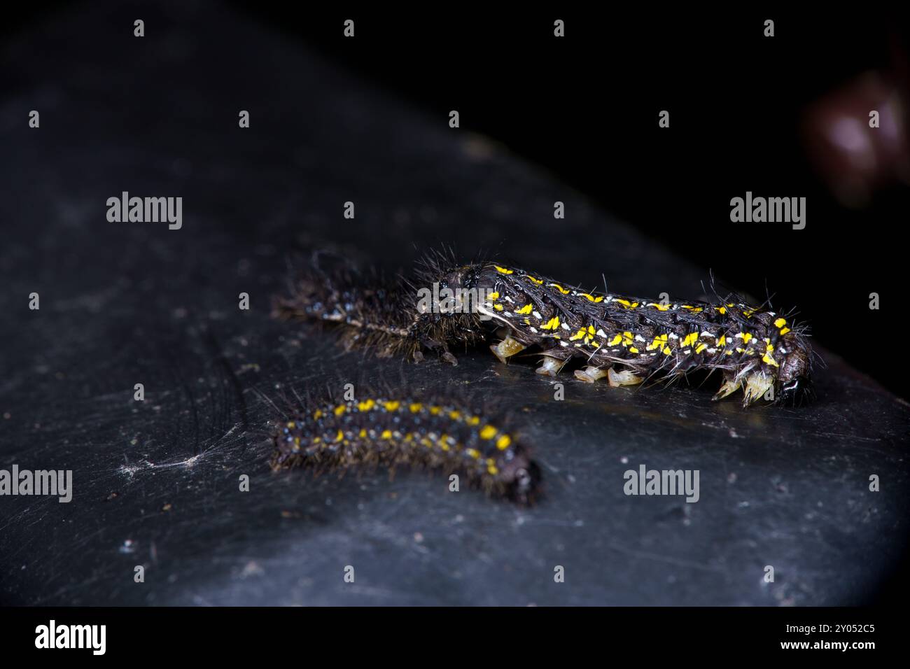 Geburt der Callimorpha dominula Familie Erebidae Gattung Callimorpha Scarlet Tiger Moth raupe wilde Natur Insektenfotografie, Bild, Tapete Stockfoto