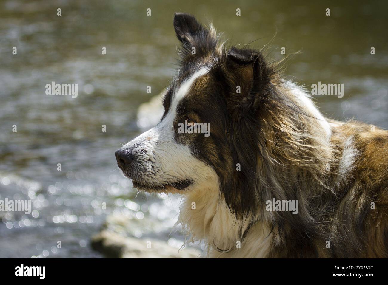 Ein männlicher Mischhund steht im Wasser und schaut seitlich aus dem Bild Stockfoto