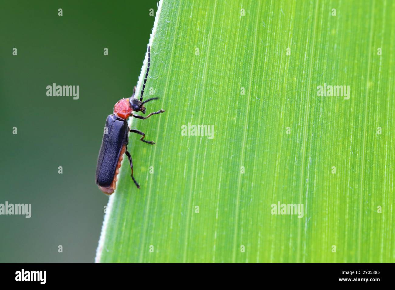 Silis, Crudosilis ruficollis, ist eine Art von Soldatenkäfern, die in Europa beheimatet sind. Ein räuberisches Insekt auf einem grünen Blatt. Stockfoto