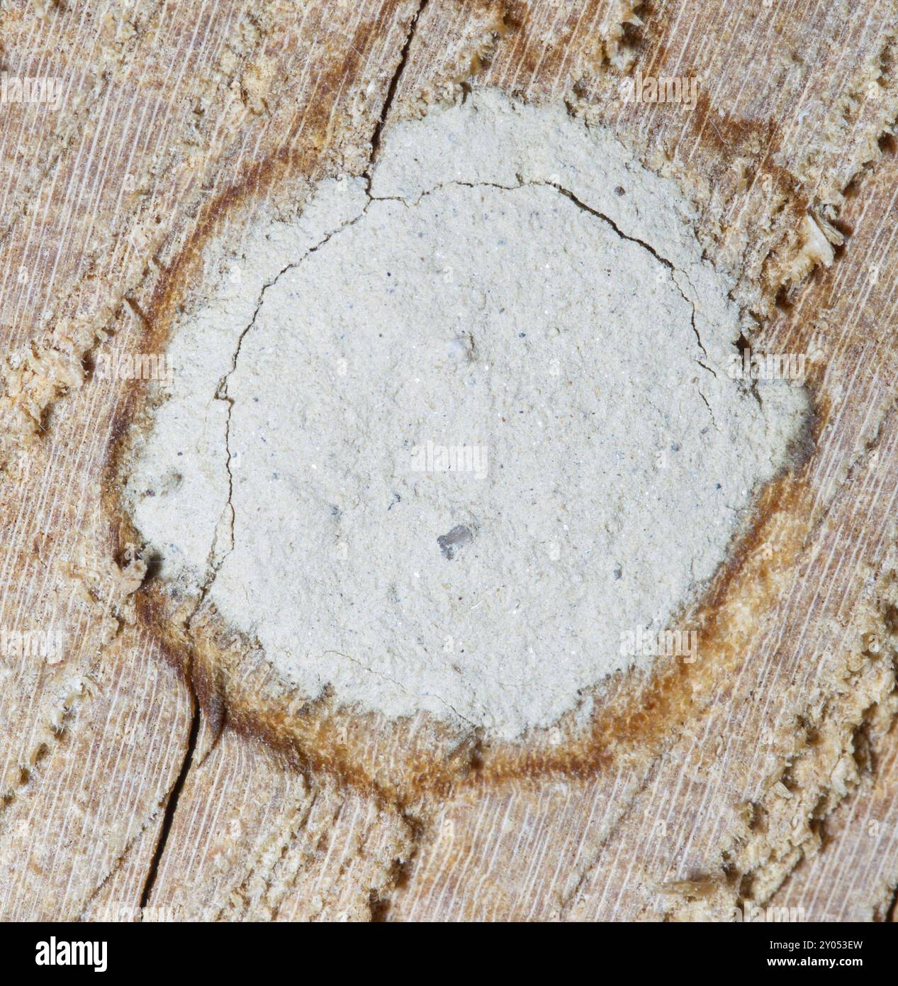 Nestverschluss der Wildbienenbruchröhre, Nestverschluss der Wildbienenbruchröhre Stockfoto