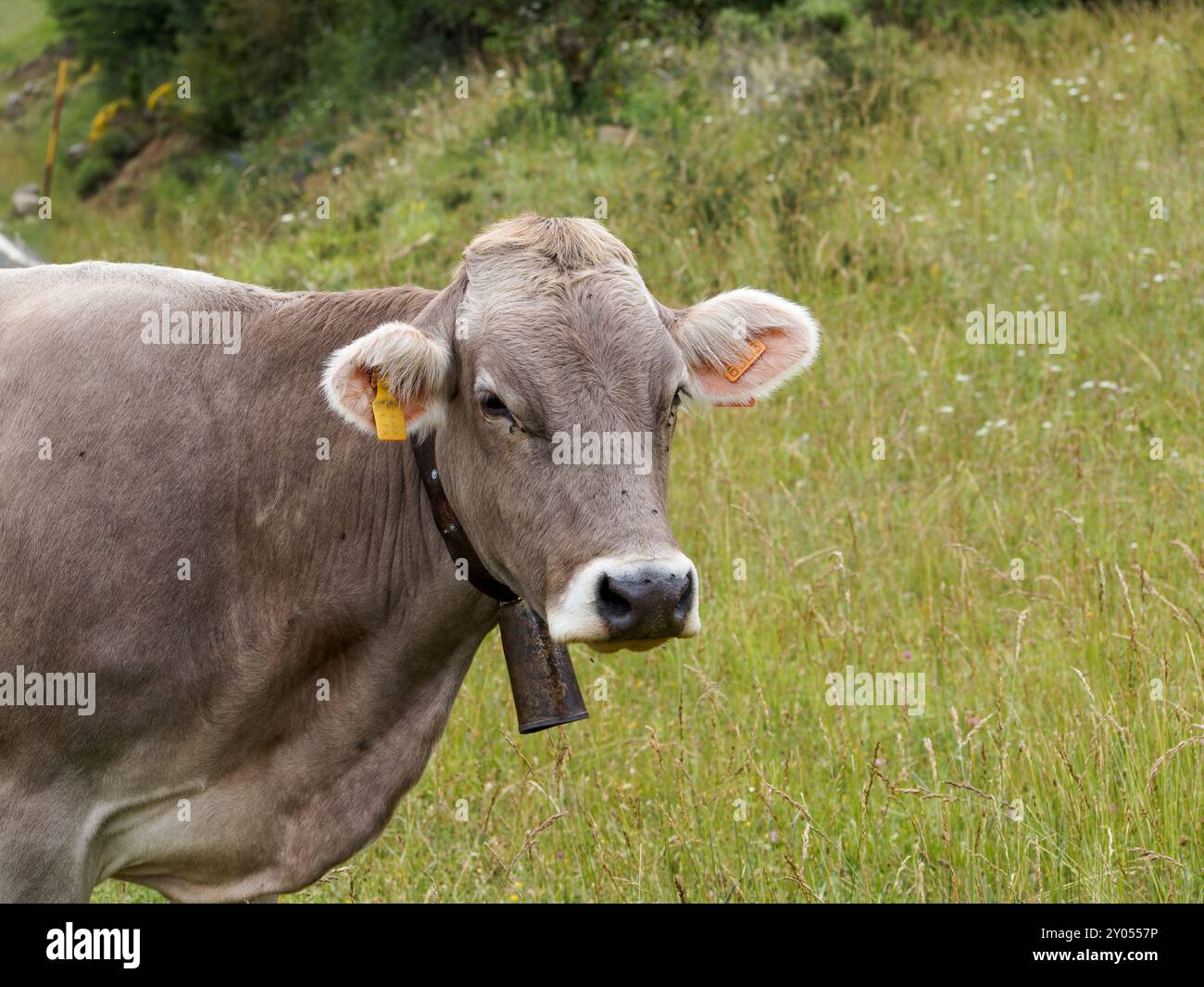 Kühe, die durch Wiesen in den spanischen Pyrenäen weiden. Pyrenäenkuh. Kühe, die bei den Pyrenäen-Rindern weiden Stockfoto