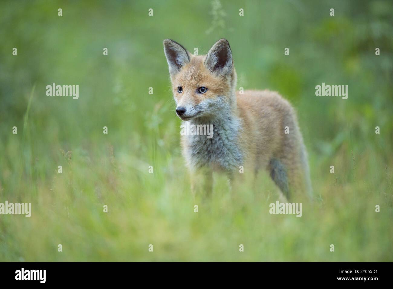 Rotfuchs (Vulpes vulpes), junger Fuchs, der auf einer Wiese steht und neugierig aussieht, Sommer, Hessen, Deutschland, Europa Stockfoto