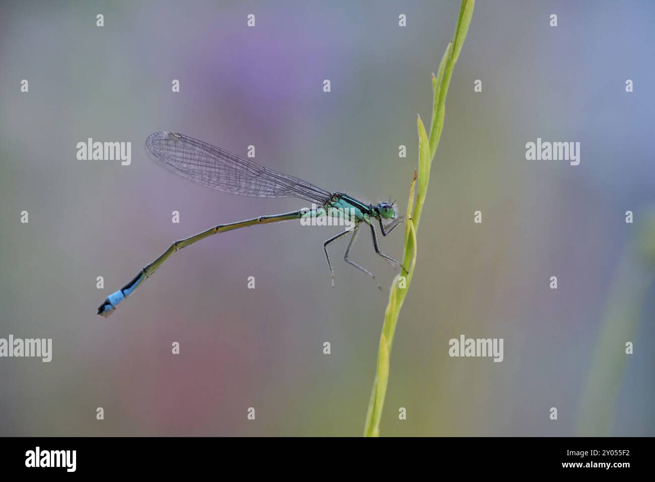 Nahaufnahme einer Blauschwanzfliege (Ischnura elegans), die sich an einem dünnen Pflanzenstiel festhält, verschwommener Hintergrund, Wismar, Mecklenburg-Vorpommern, Germa Stockfoto