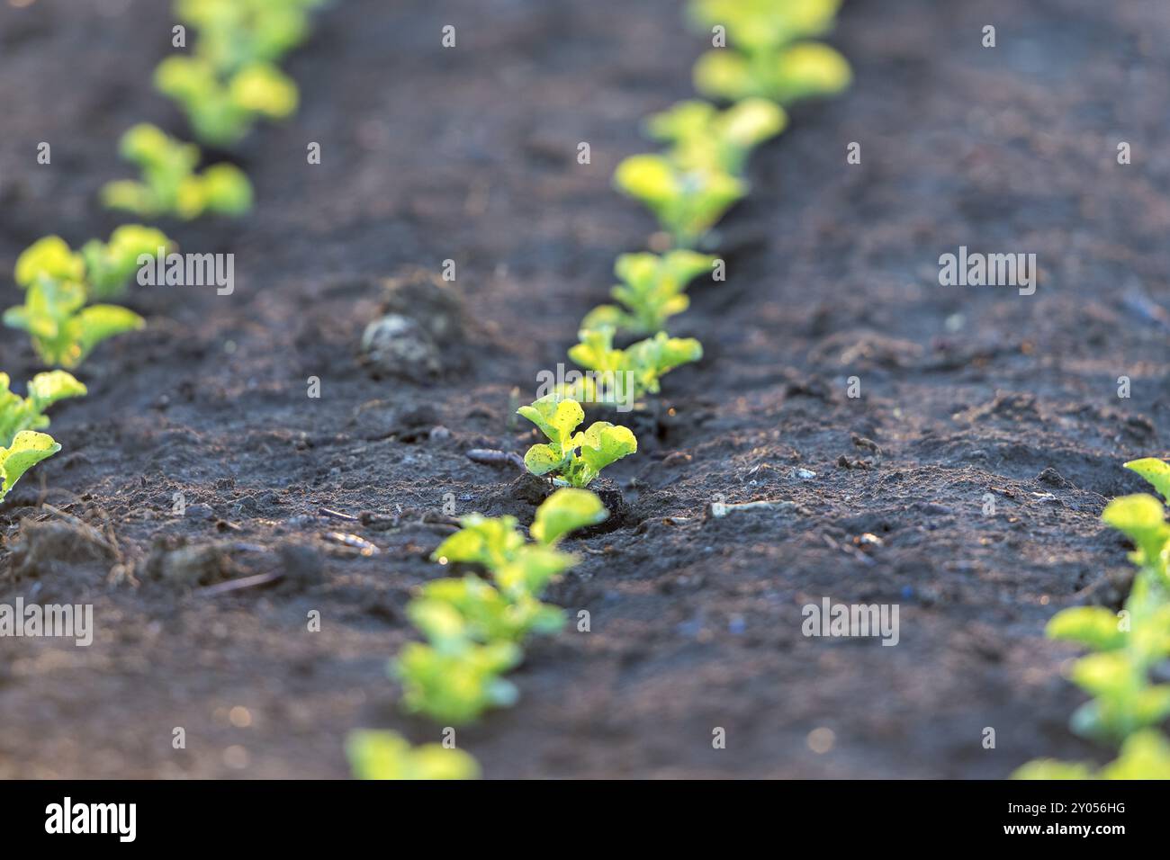 Junge grüne Setzlinge, die in ordentlich angeordneten Reihen auf einem Feld wachsen, Grünkohl, Baden-Württemberg, Deutschland, Europa Stockfoto