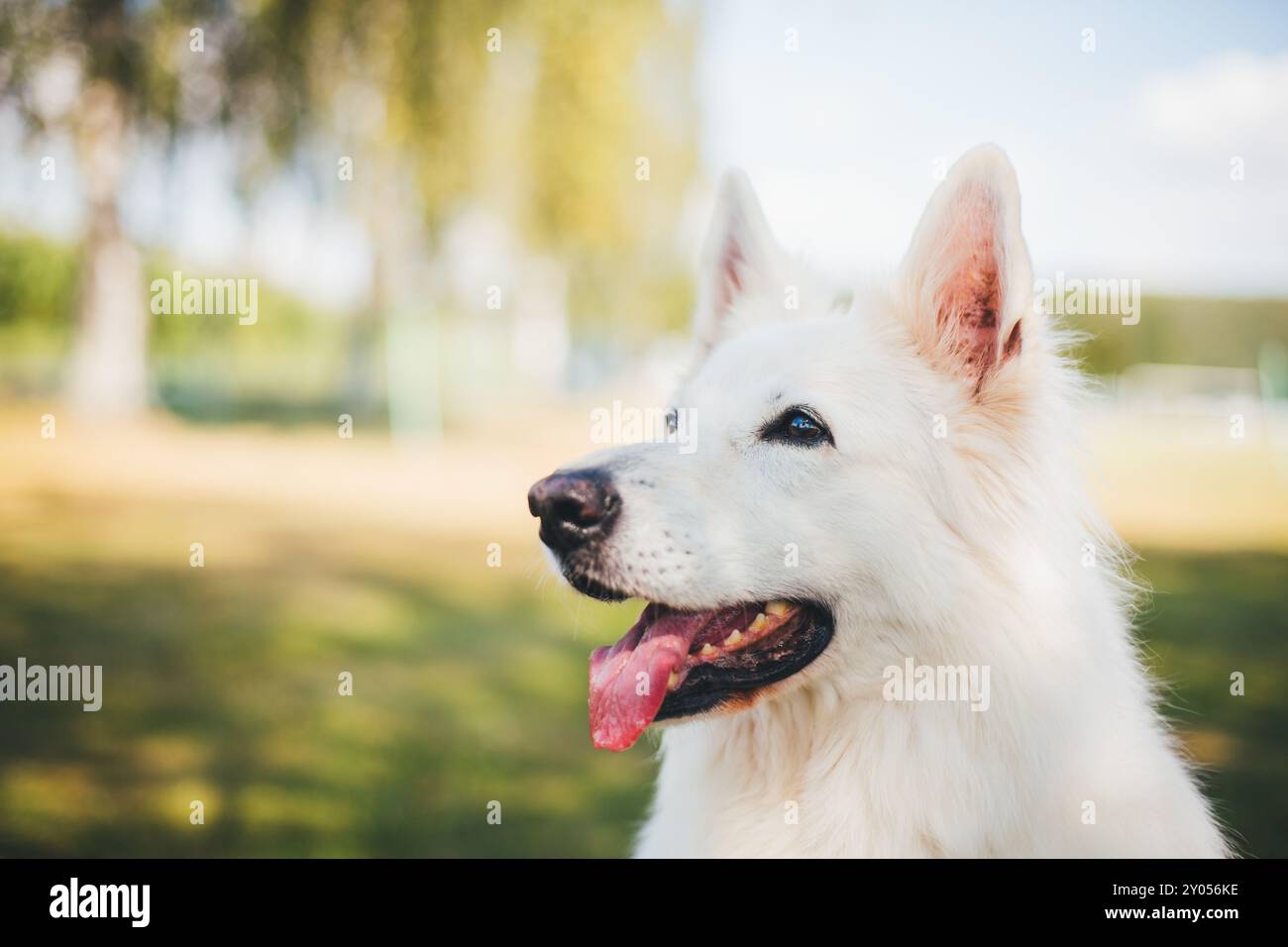Berger Blanc Suisse Stockfoto
