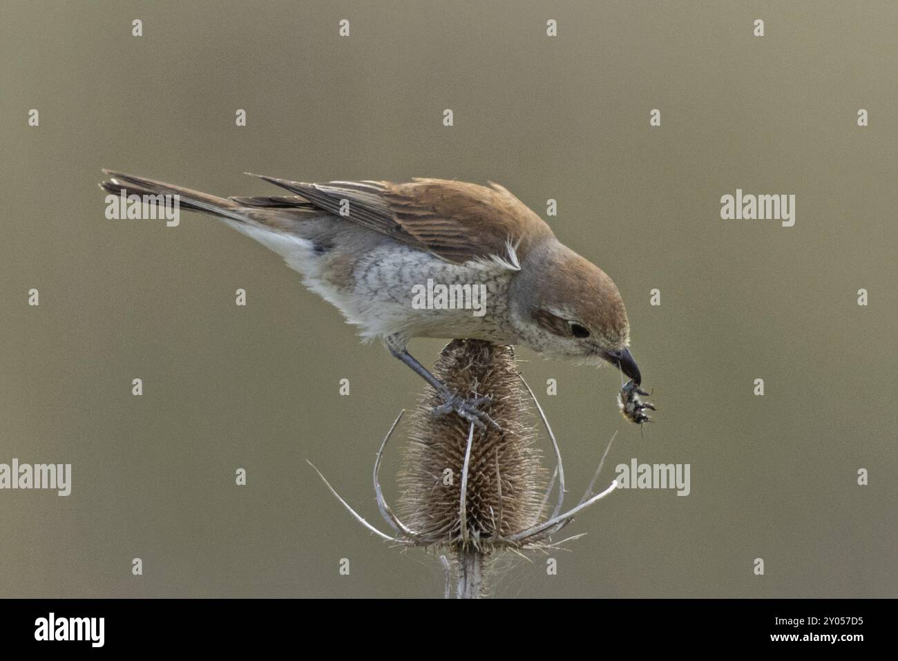 Roter schriller, roter schriller junger Vogel mit Hummel im Schnabel, der auf einer Teasel sitzt und nach rechts blickt Stockfoto