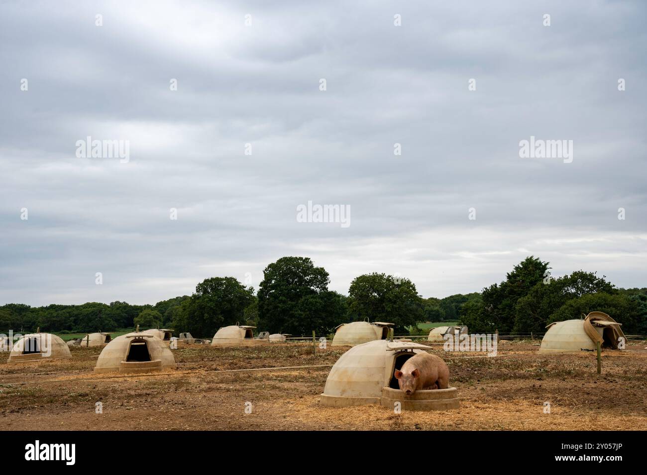 Schweinestifte im Freien Butley Suffolk England Stockfoto