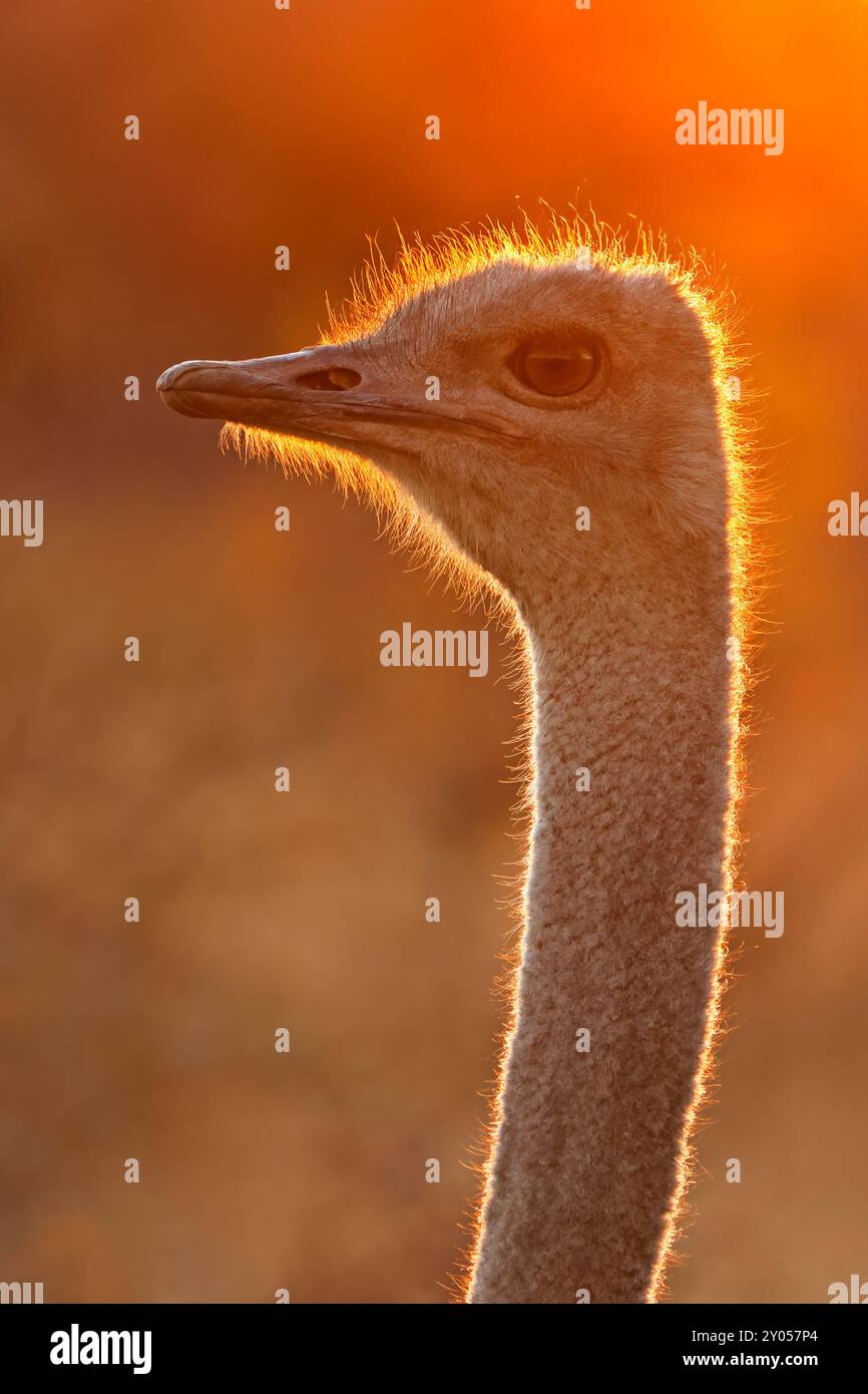 Nahaufnahme eines Straußes (Struthio camelus) bei Sonnenuntergang, Südafrika Stockfoto