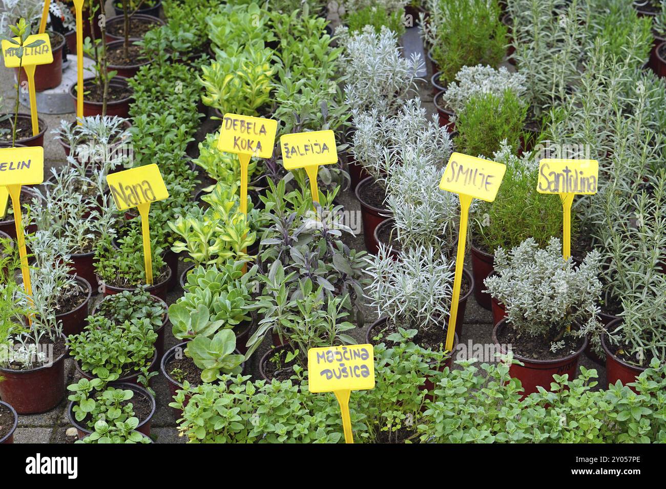 Frische Kräuter gesund essbare Pflanzen Stockfoto