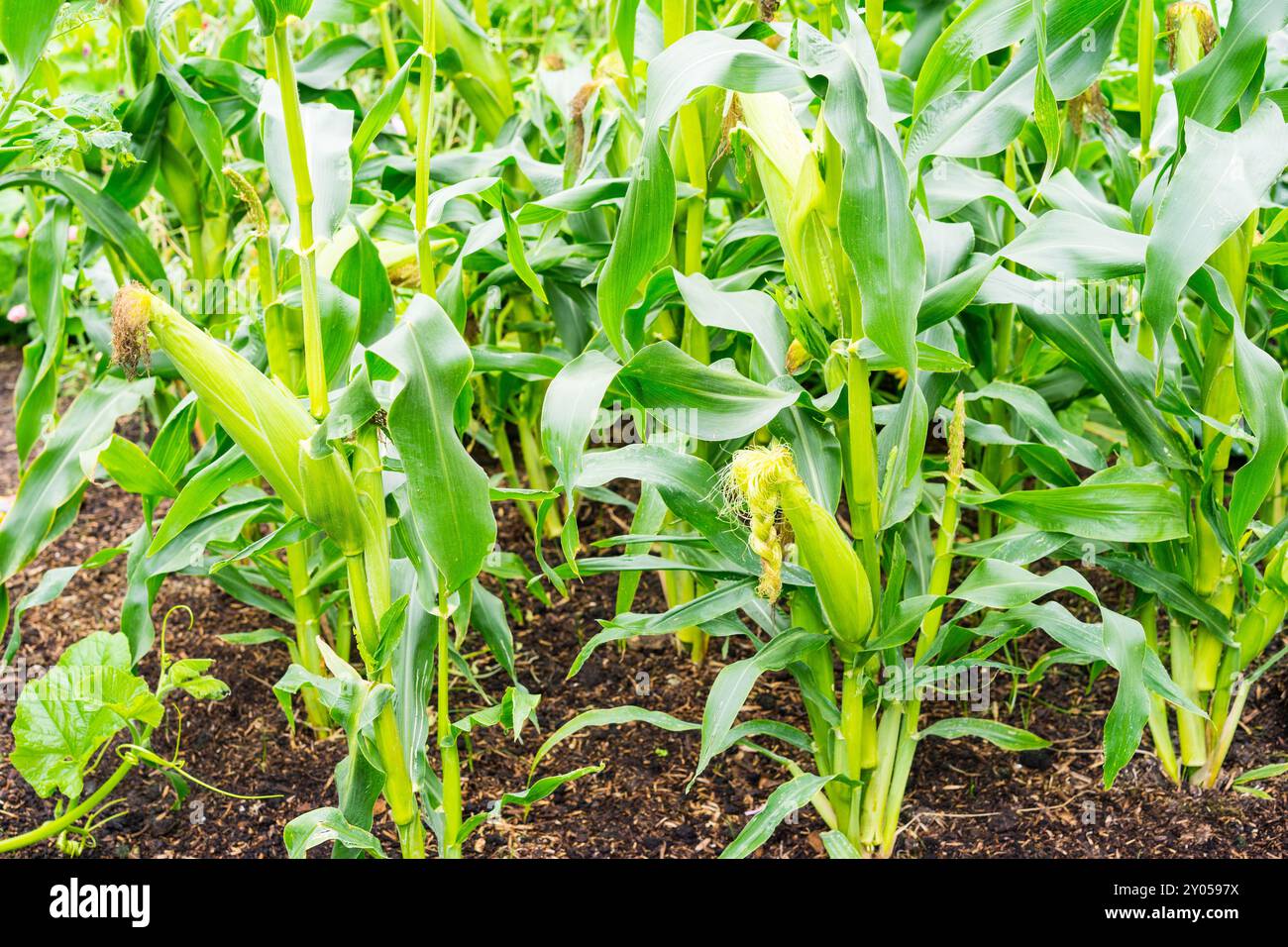 Maisanbau in einem Polytunnel, England, Großbritannien. Stockfoto