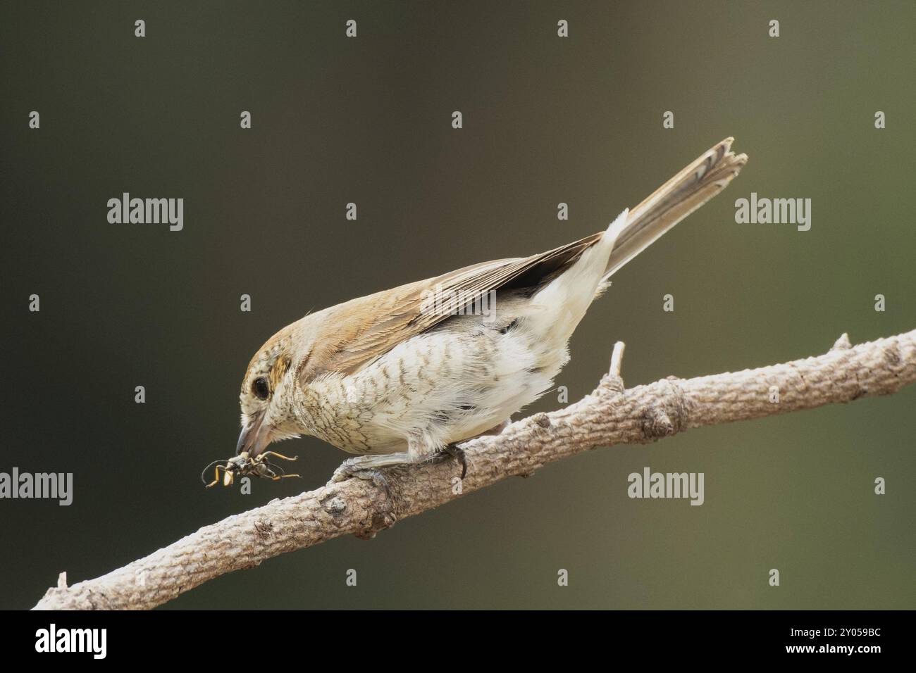 Roter Krabbelschnabel, roter Rücken Krabbelschnabel mit Insekten im Schnabel, die auf einem Zweig sitzen und nach links schauen Stockfoto