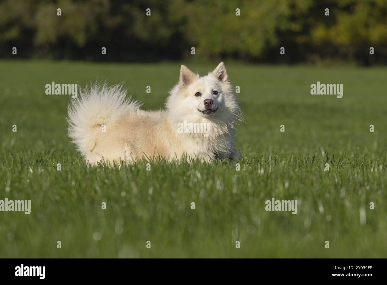 Isländischer Hund auf einer Wiese Stockfoto