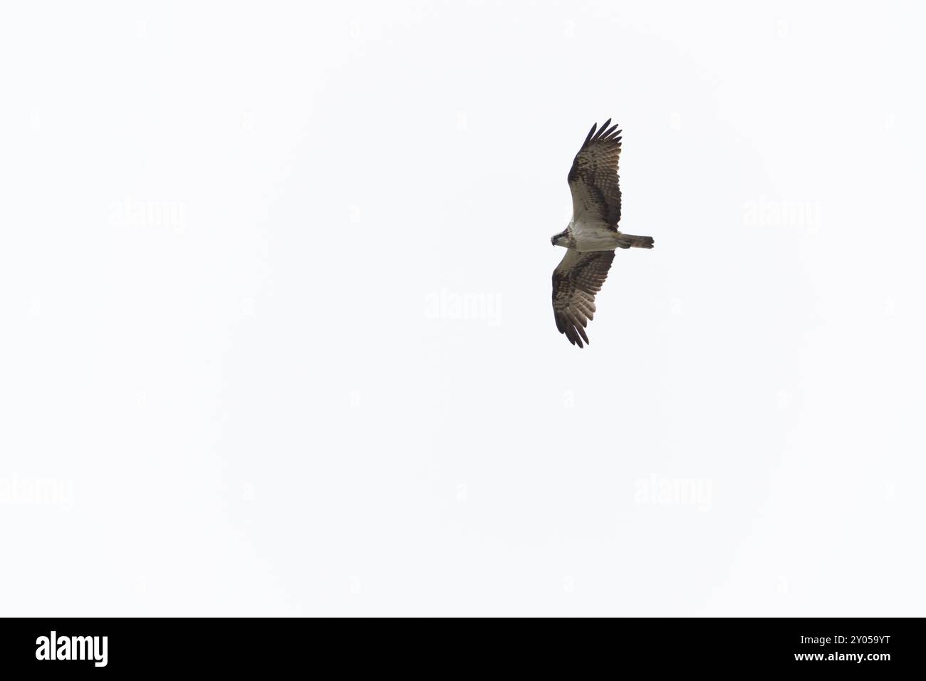 osprey Pandion haliaetus im Flug Stockfoto