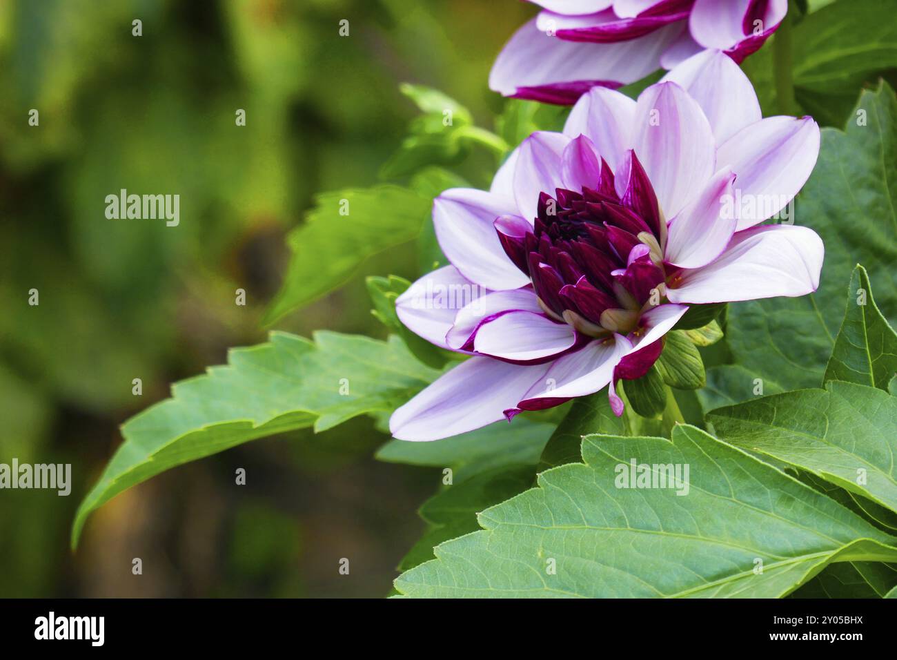 Seerosen-Dahlia, Creme de Cassis Stockfoto