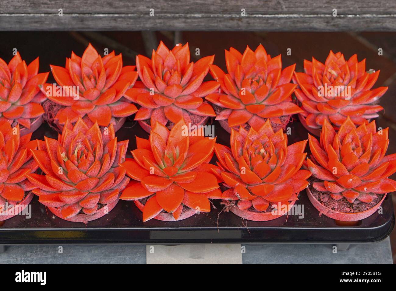 Kleine Kakteen in neon orange Farbe lackiert Stockfoto