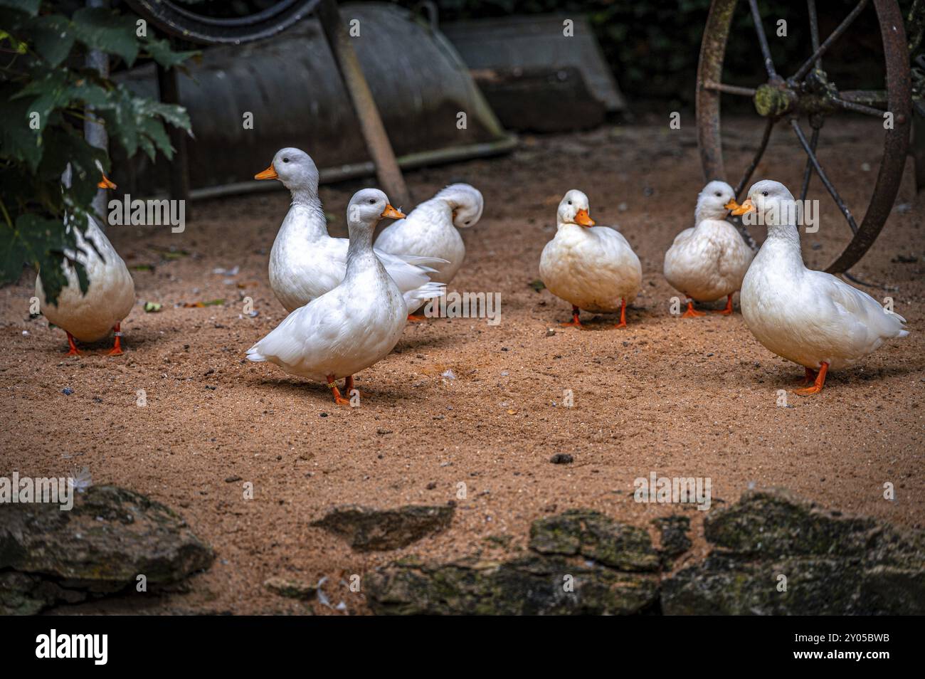 Eine Gruppe weißer Enten (Anatinae) mit orangen Schnäbeln steht auf einem sandigen Boden, neben alten Wagenrädern, in ruhiger ländlicher Umgebung, Eisenberg, Thüringen, Stockfoto