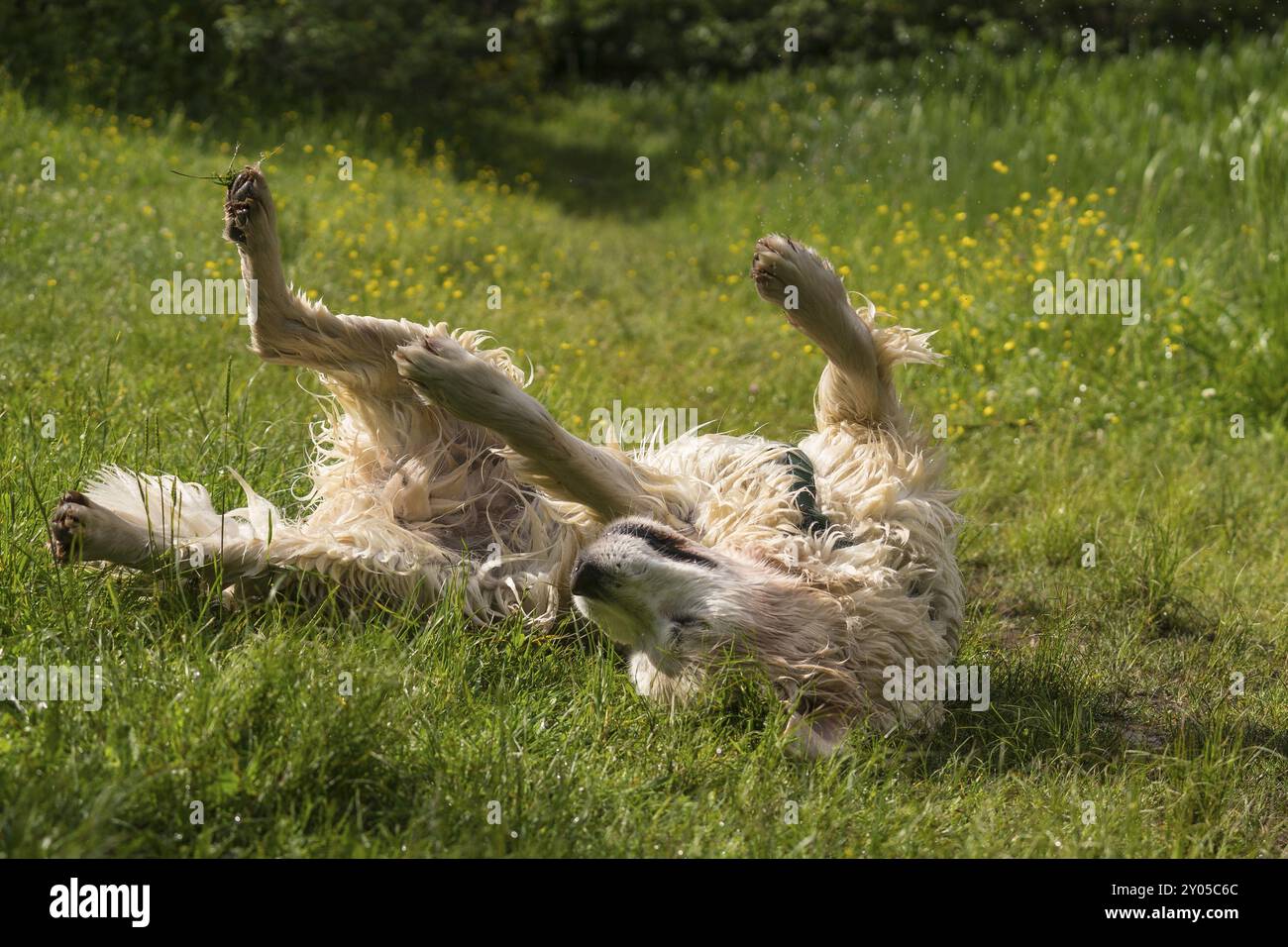 Ein rollender Golden Retriever Stockfoto