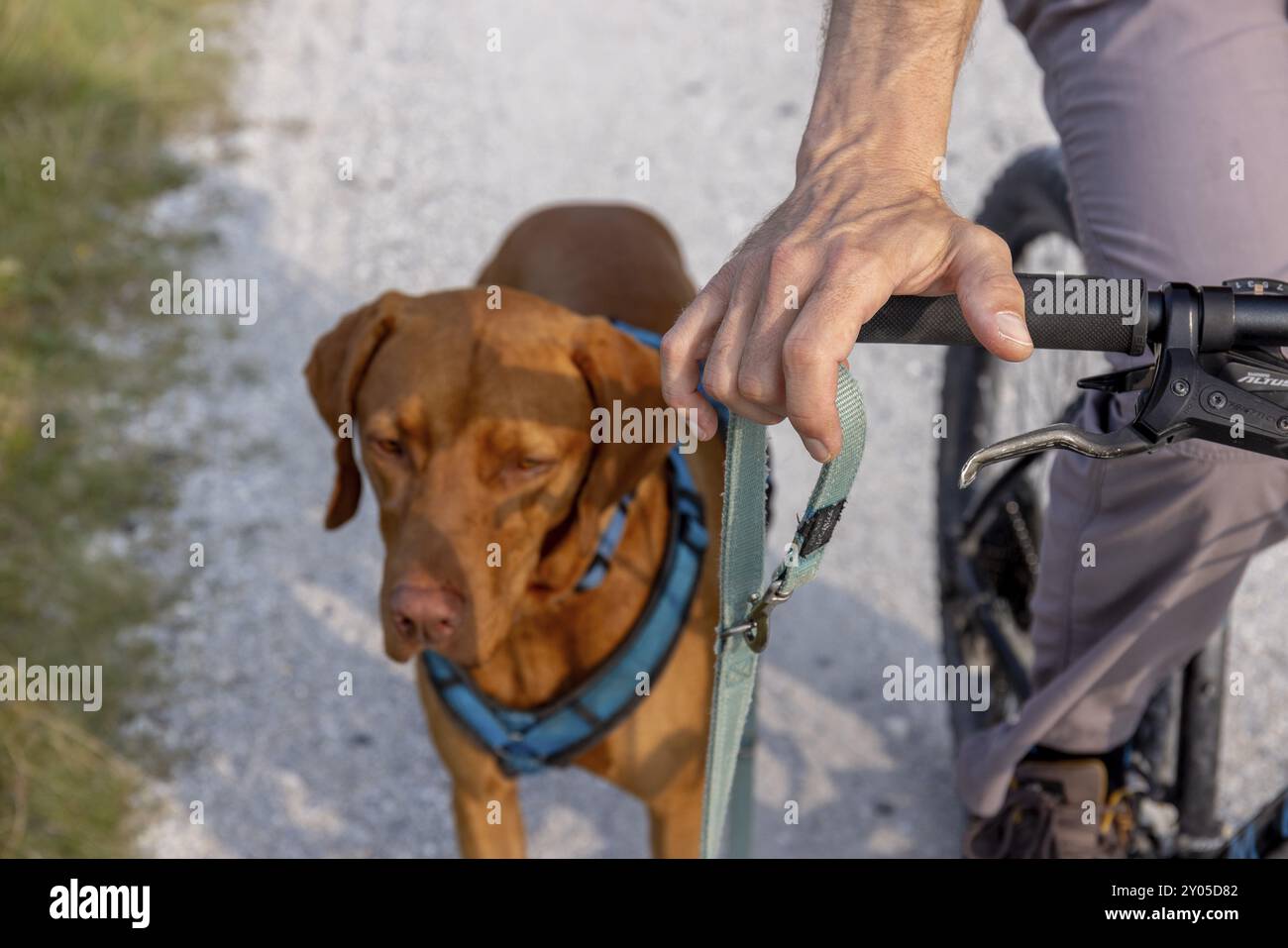 Die Leine auf dem Fahrrad halten, die Leine locker und nicht gewickelt halten, Sicherheit mit dem Traildog, Mountainbiker mit Traildog, Vizsla Hund, Ameland, F Stockfoto