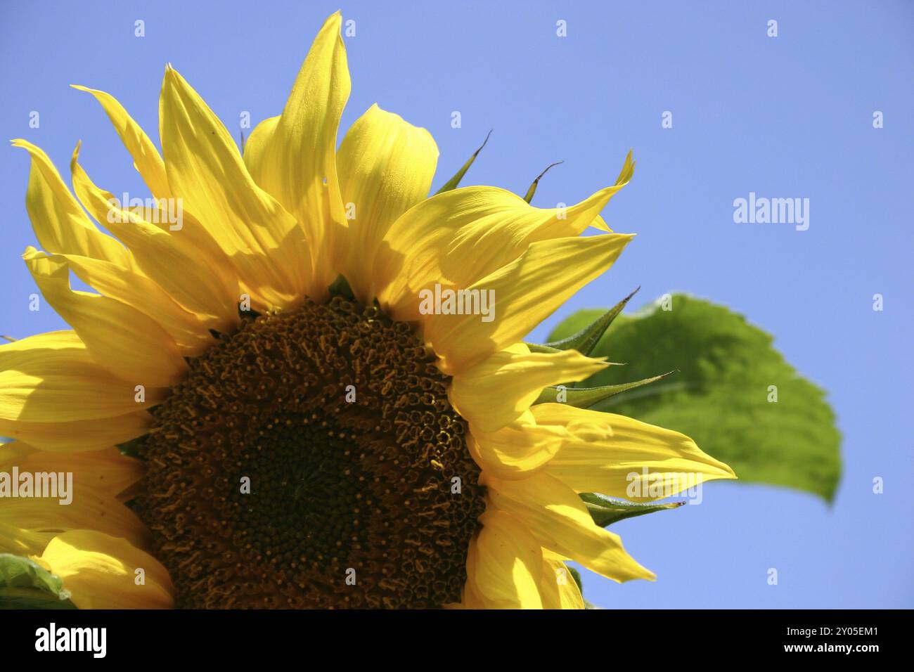 Vielleicht ist das der Weg, den Frühling zu locken... :-) Stockfoto