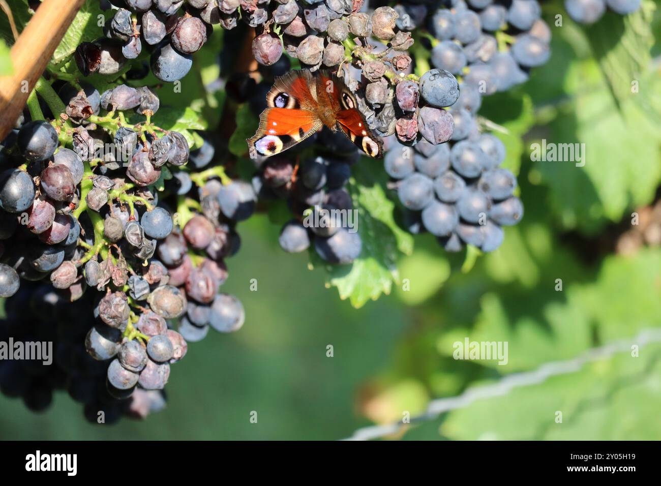 Weingastronomie ist im Weingut aktiv Stockfoto