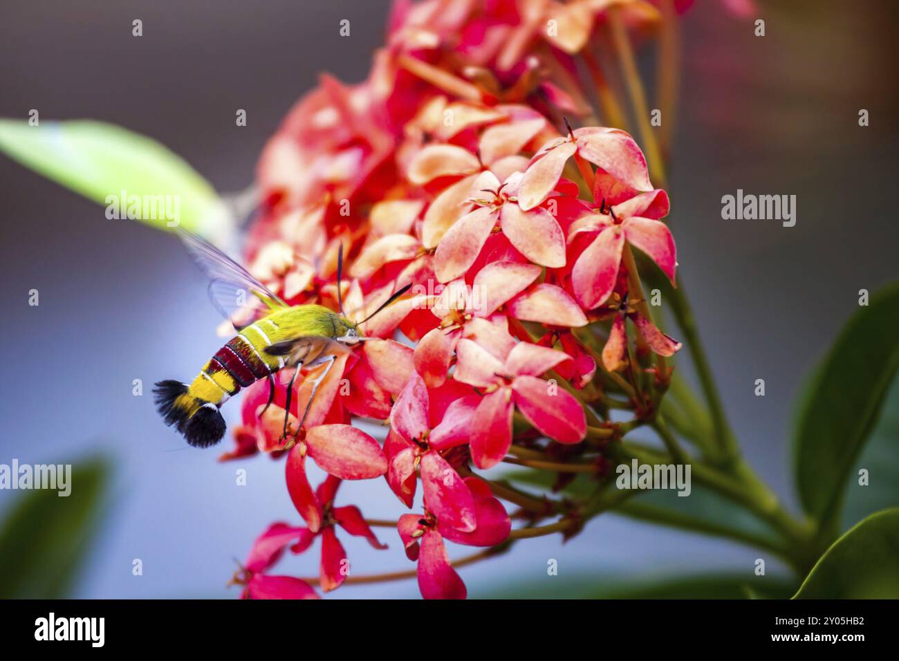 Hummingbird Hawk-Motte schwebt über und saugt Nektar an Ixora Blumen Stockfoto