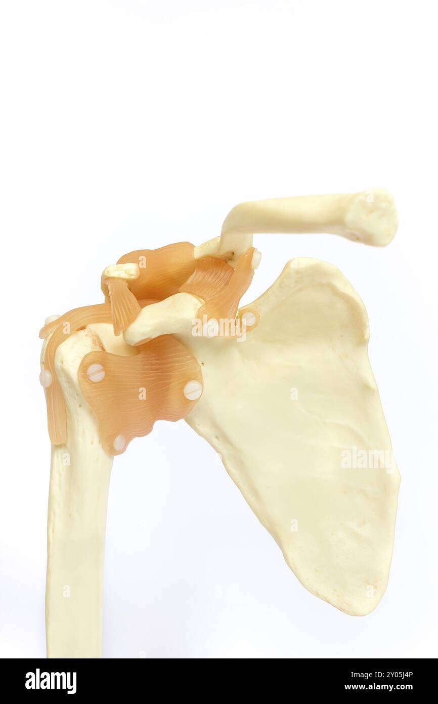 Menschliches Schultergelenk Modell isoliert auf weißem Hintergrund Stockfoto