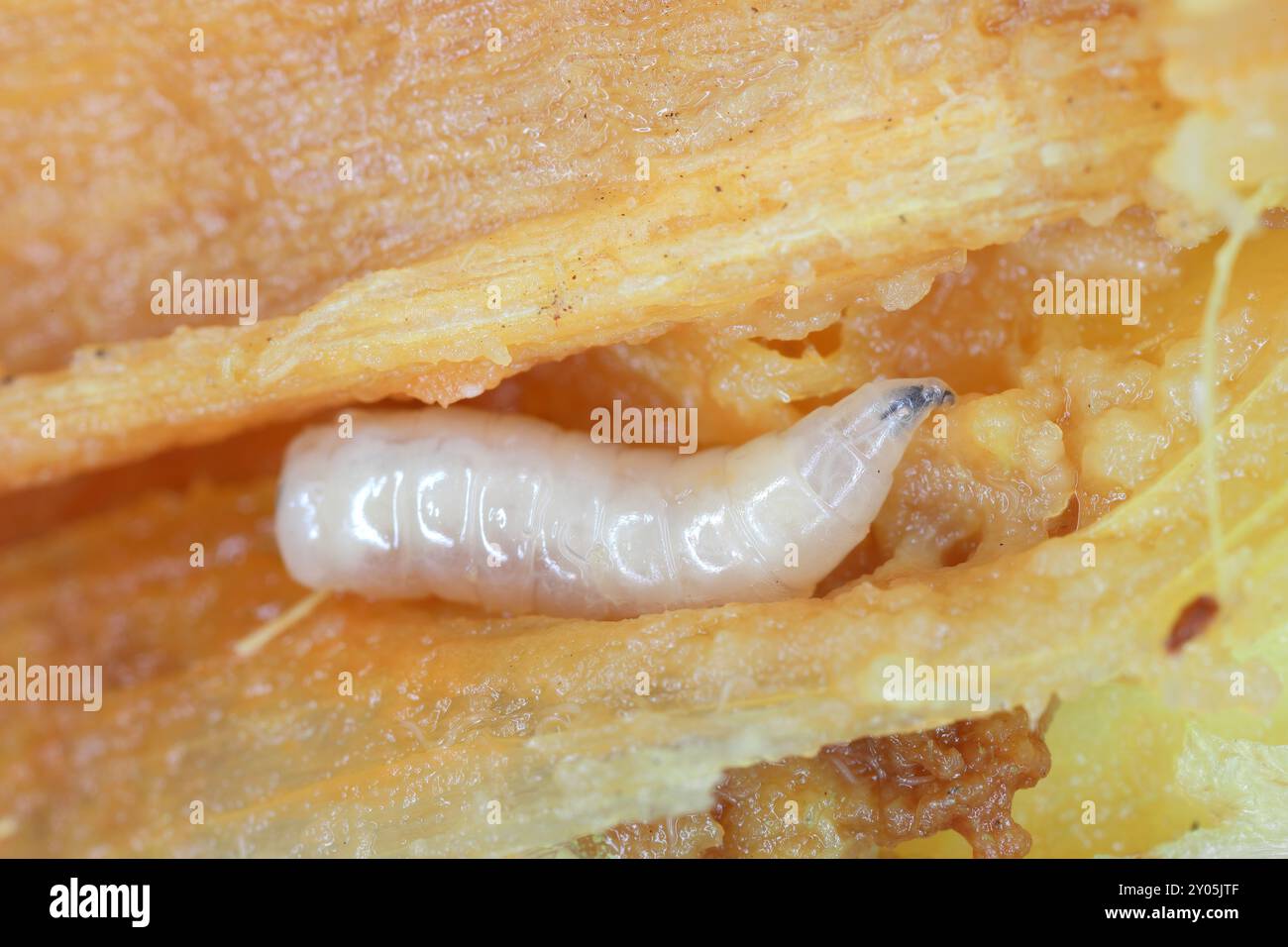 Delia antiqua, allgemein bekannt als Zwiebelfliege, ist eine kosmopolitische Schädlingsbefall. Die Larven oder Maden ernähren sich von Zwiebeln, Knoblauch und anderen Knollenpflanzen Stockfoto