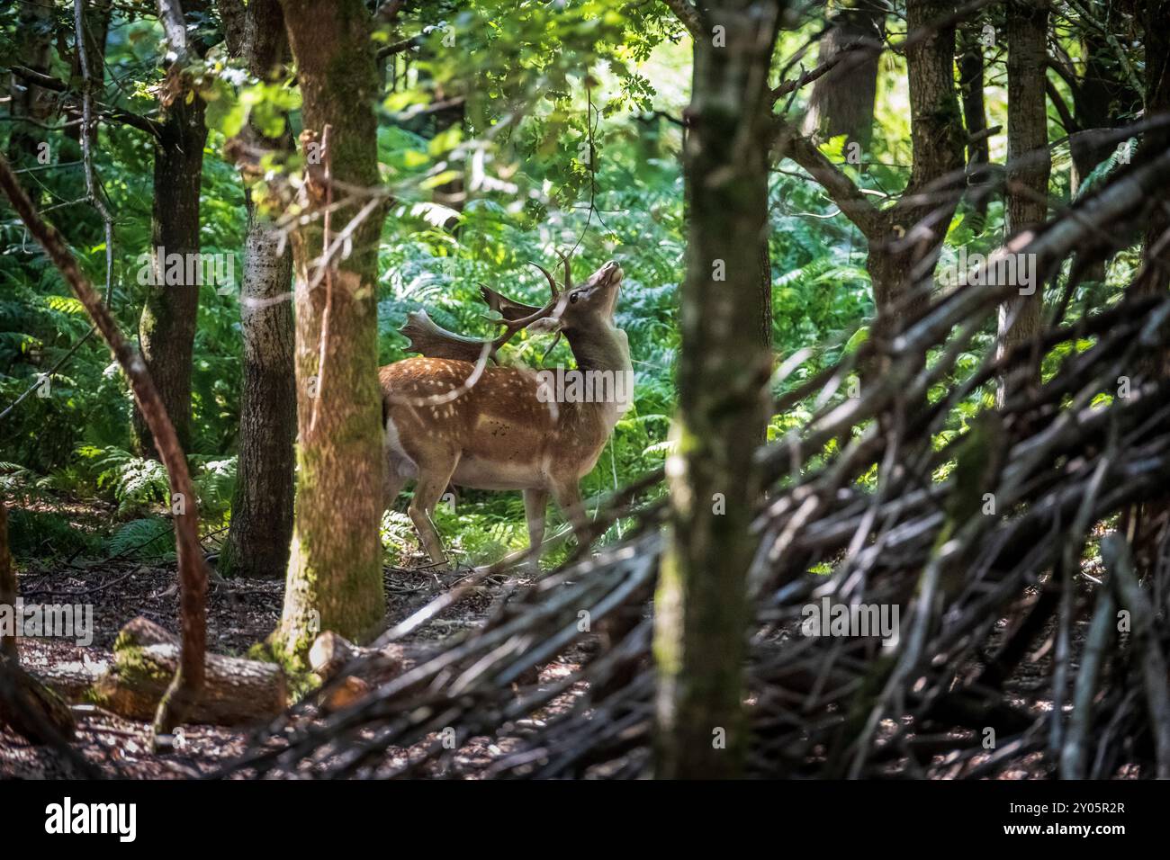 Brachhirsch oder Bock im Wald fleckten Licht, das aus dem Gemüse speist. Stockfoto