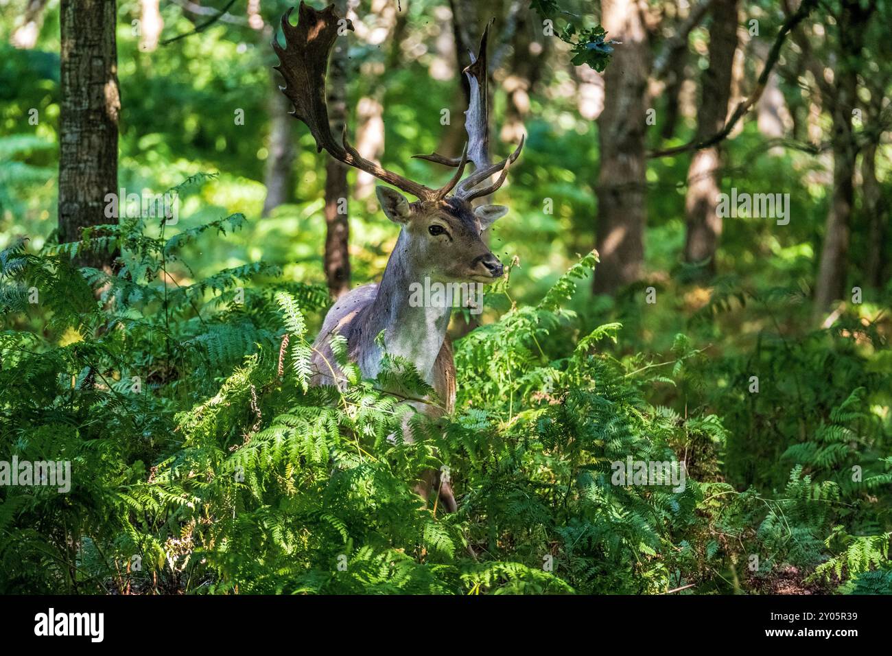 Brachhirsch oder Bock im Wald fleckten Licht, das aus dem Gemüse speist. Stockfoto
