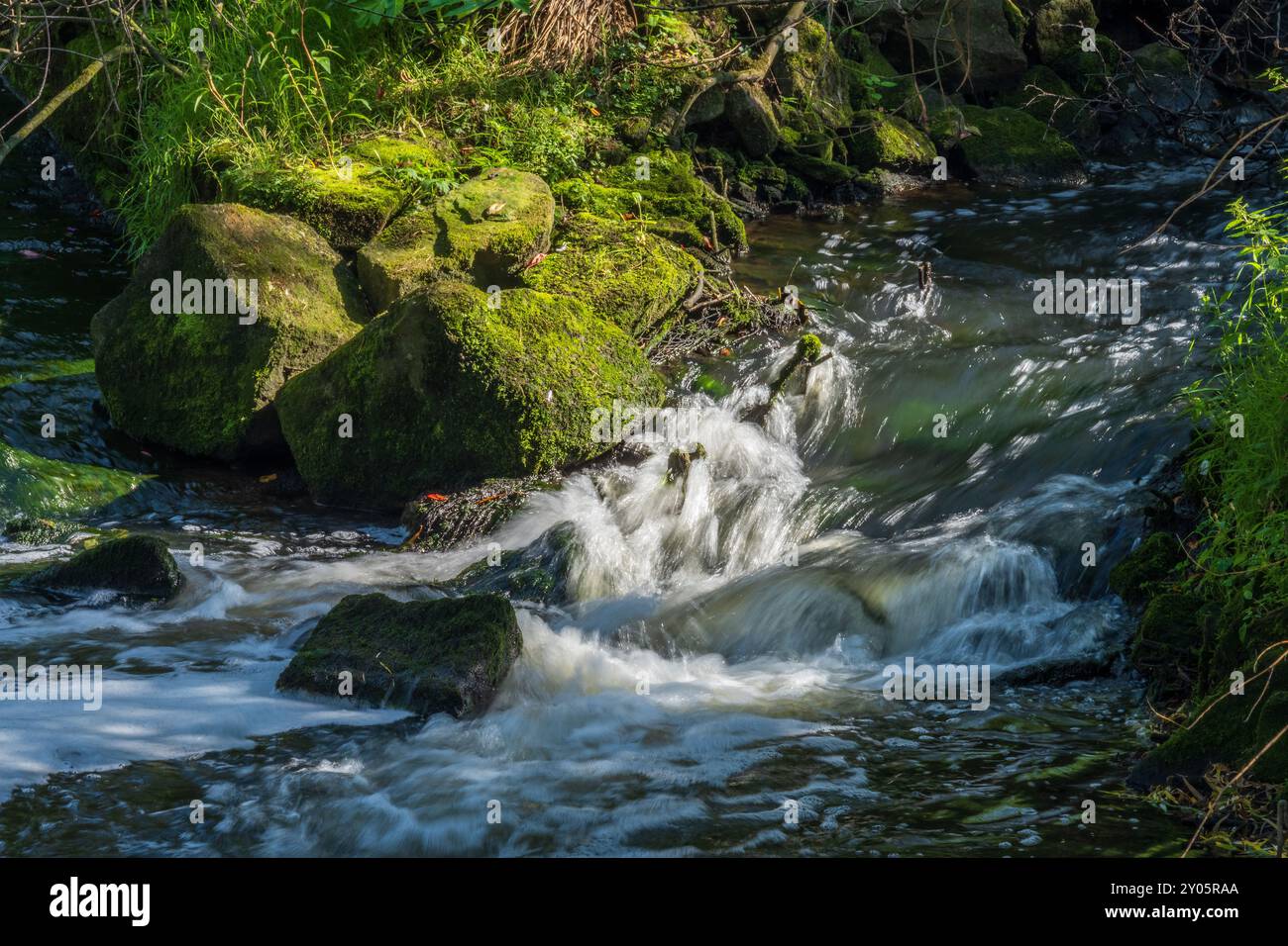 Rauschendes Wasser eines Baches, das an Moosbrocken vorbeifließt, in der Sonne. Stockfoto