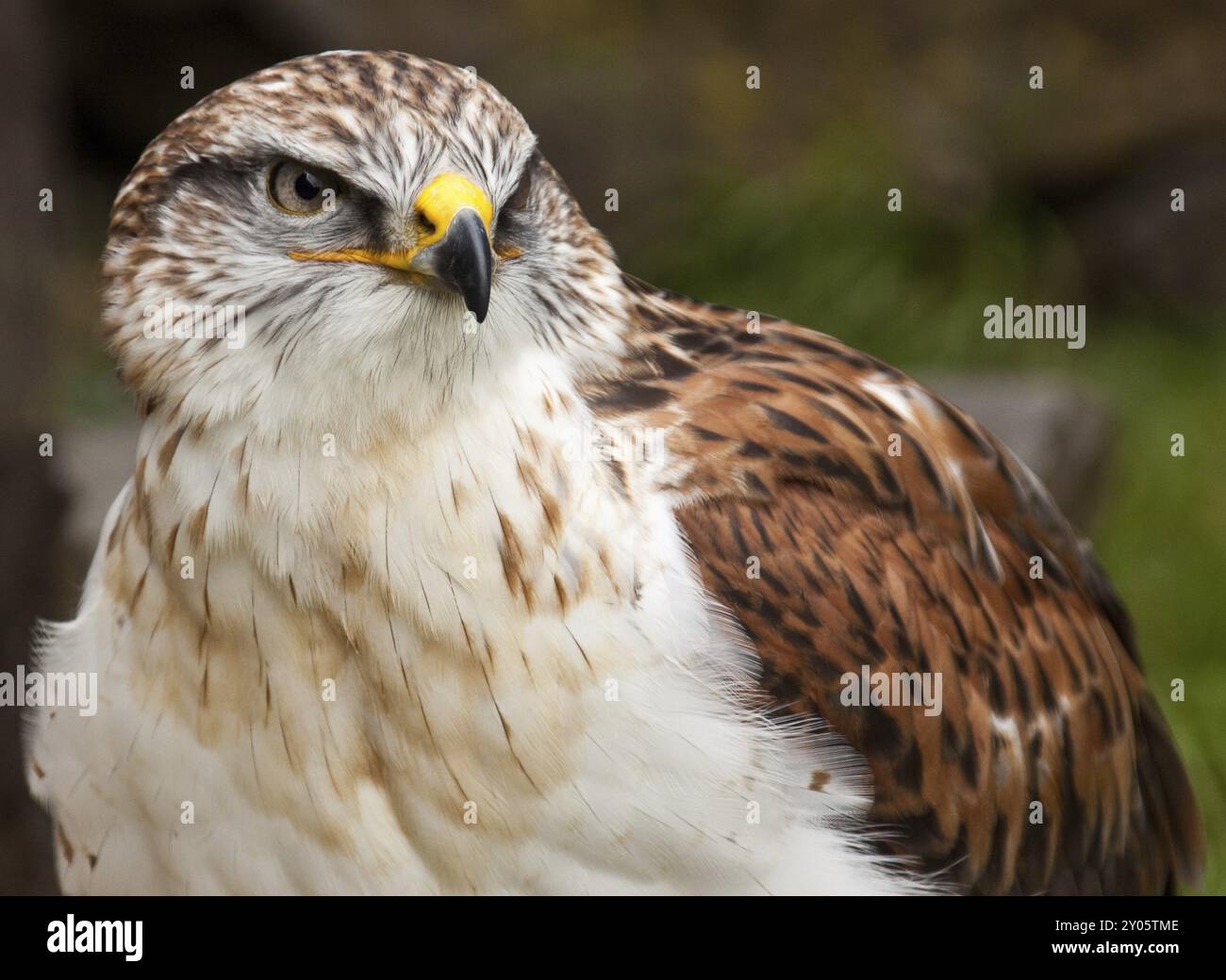 Königlicher Bussard mit rauen Bussard oder Königsbussard Stockfoto