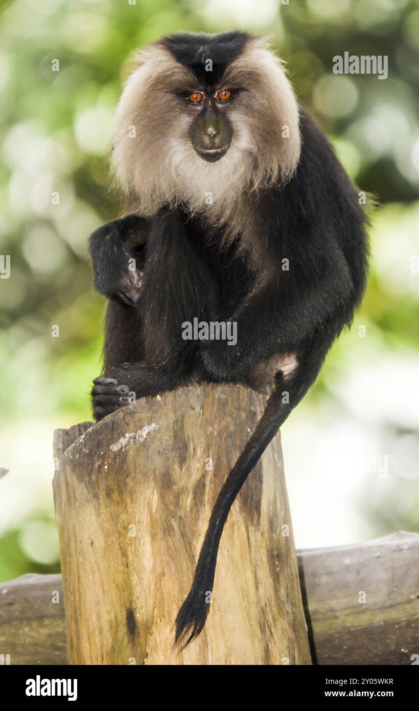 Seltener Bartaffe in Thailand Stockfoto