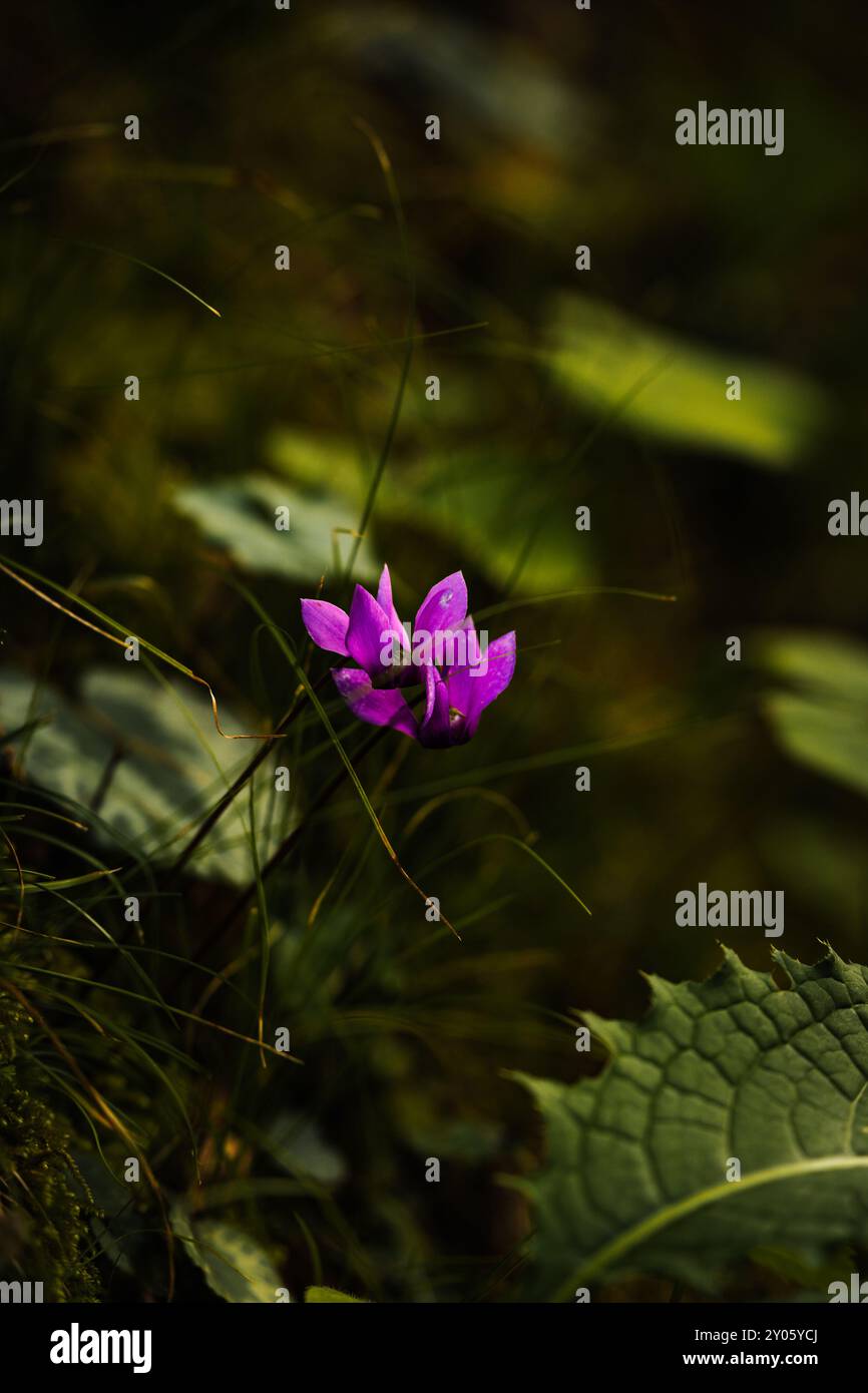 Wunderschön farbige Blume versteckt tief im Wald an der Grenze zwischen Slowenien und Italien, Europa. Stockfoto