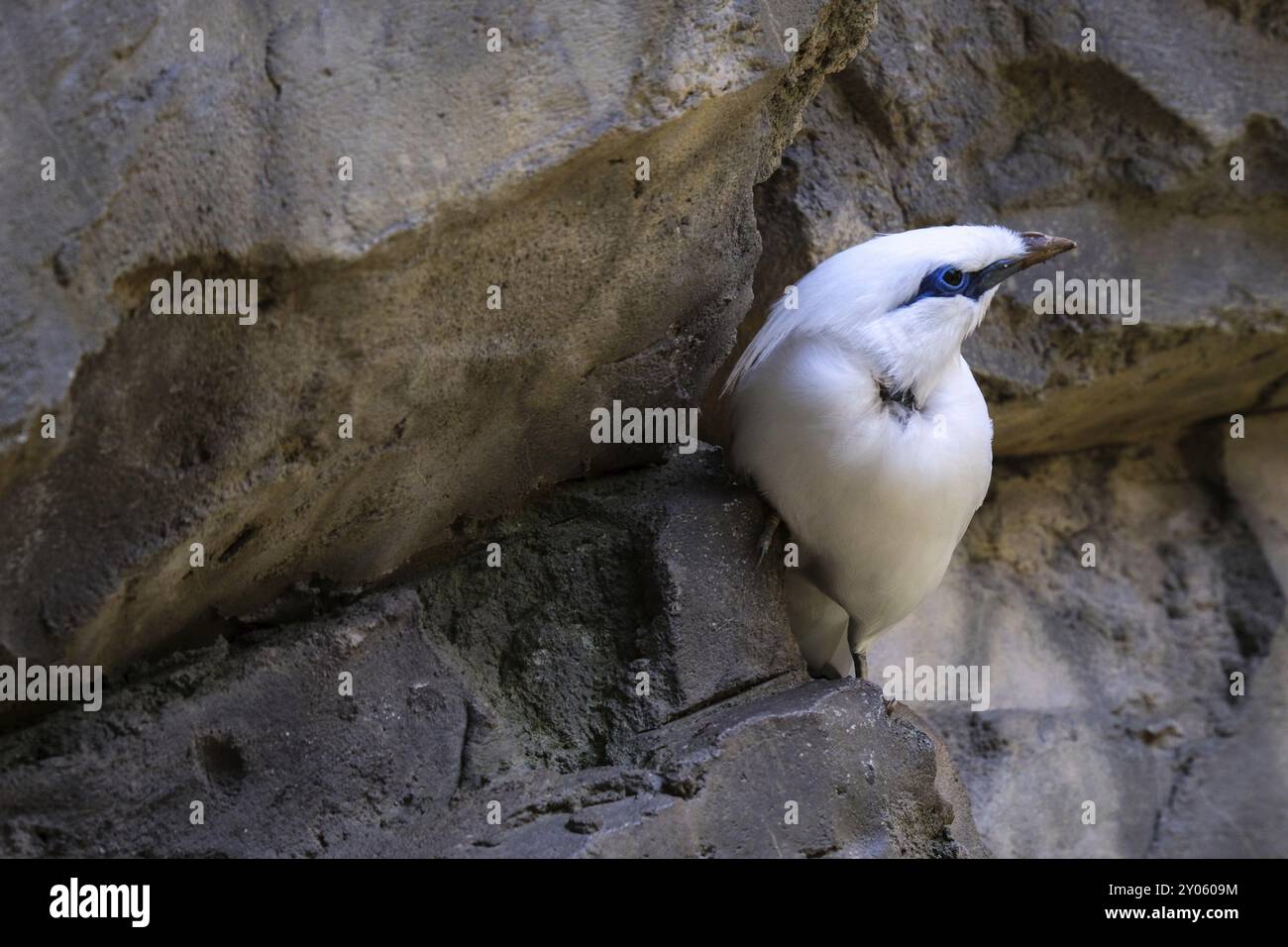 FUENGIROLA, ANDALUSIEN/SPANIEN, 4. JULI: Bali Starling (Leucopsar rothschildi) im Bioparc Fuengirola Costa del Sol Spanien am 4. Juli 2017 Stockfoto