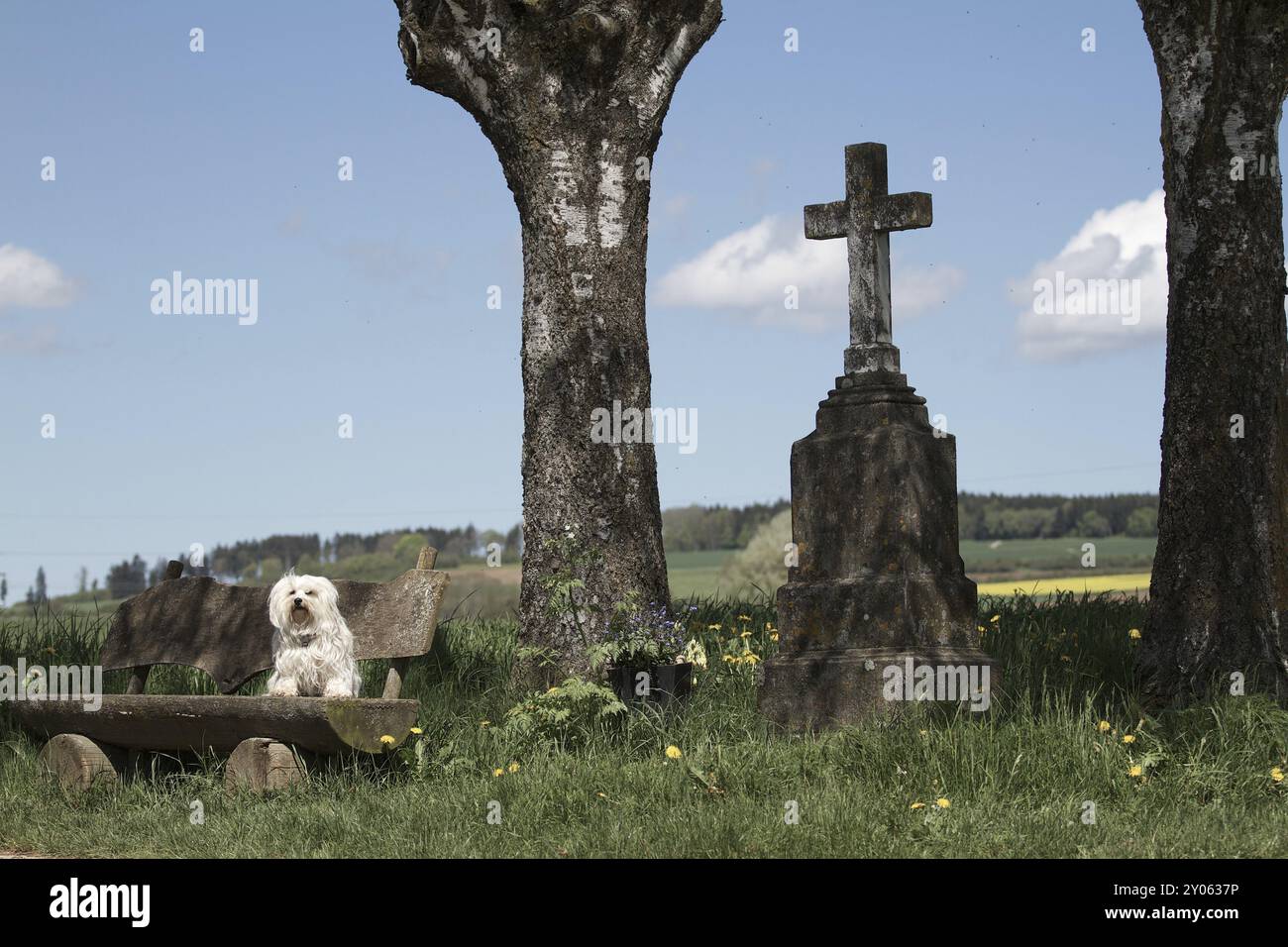 Ein kleiner langhaariger Hund sitzt auf einer Bank neben einem Wegeskreuz. Landschaft und blauer Himmel im Hintergrund Stockfoto