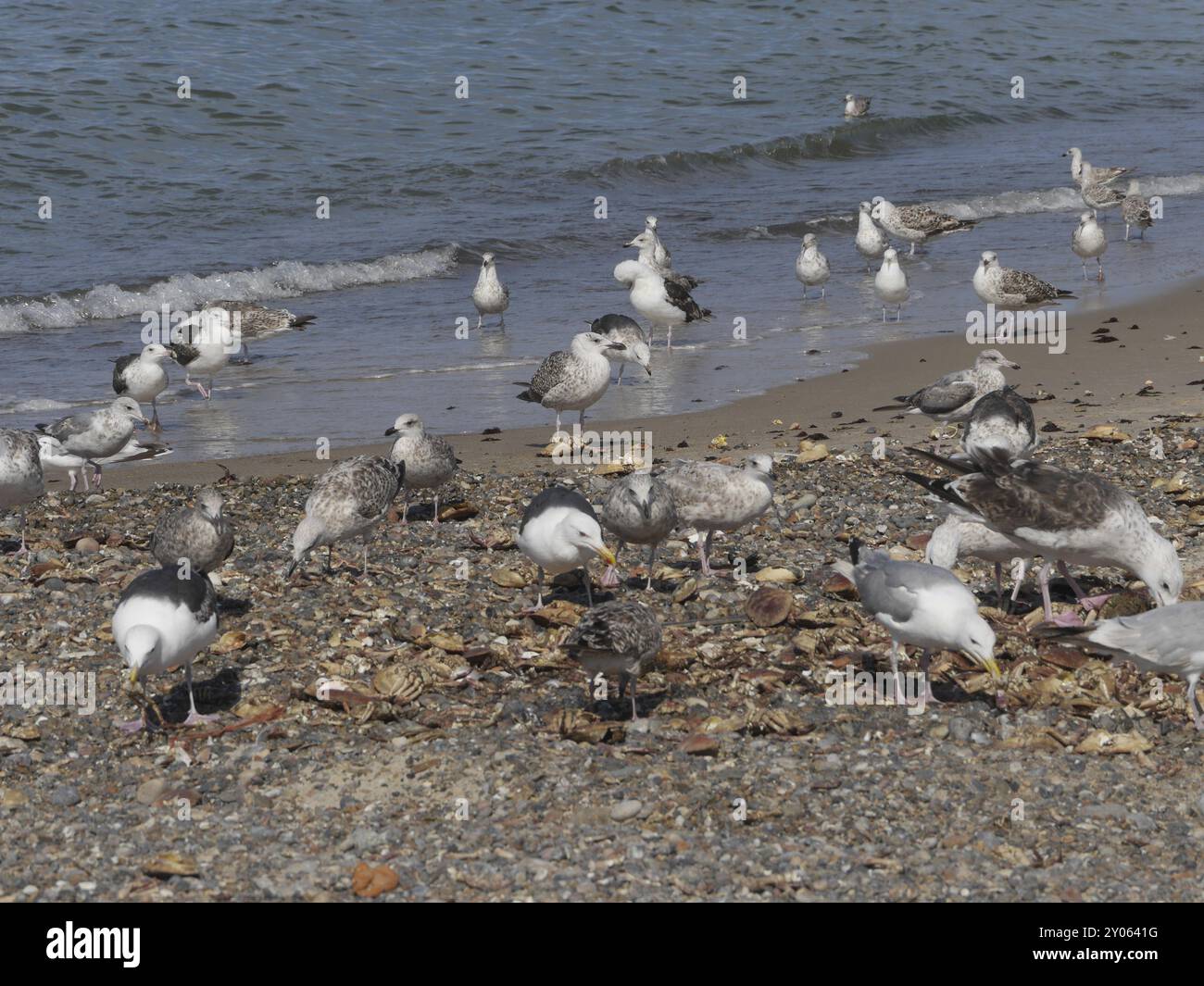 Die Fischer werfen die Krabben einfach am Strand ab, obwohl dies nicht erlaubt ist. Aber die Möwen sind glücklich Stockfoto