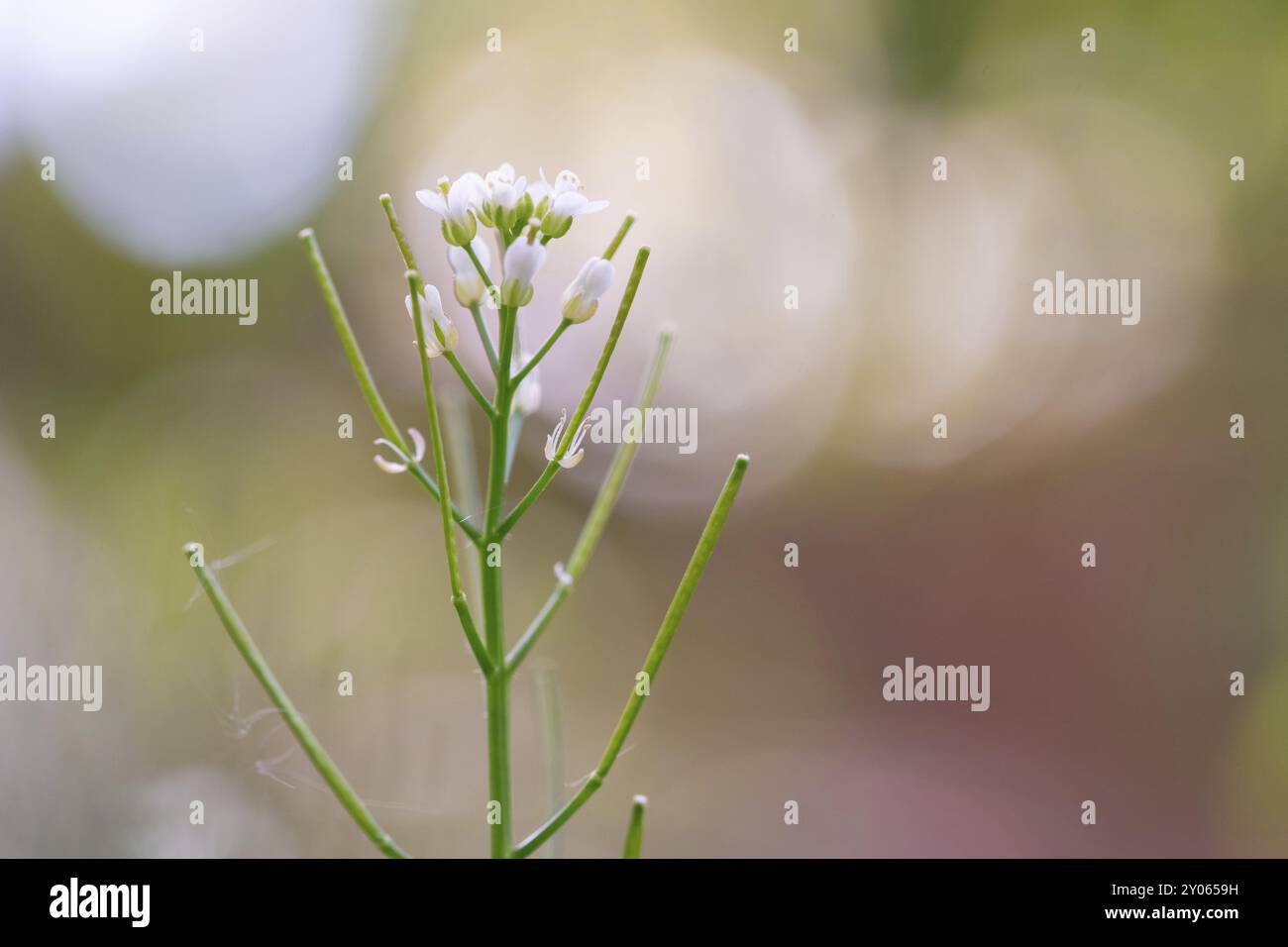 Knoblauchsenf (Alliaria petiolata), unreife Samenköpfe und letzte Blüten mit Lichtspiel im Hintergrund, Velbert, Nordrhein-Westfalen, Germa Stockfoto