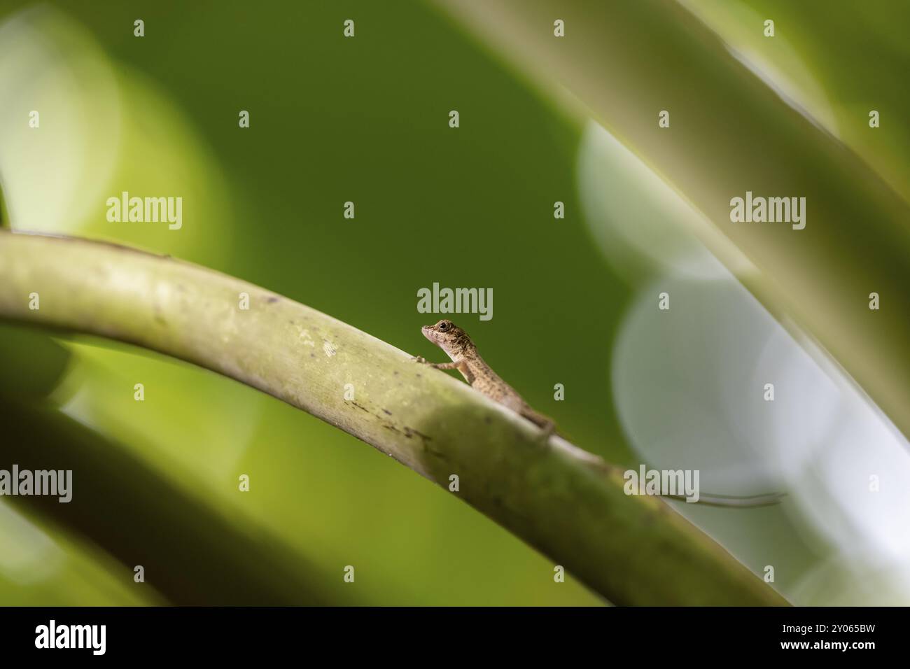 Anolis (Anolis) sitzt auf einem Blattstiel, Halbinsel Osa, Provinz Puntarena, Costa Rica, Mittelamerika Stockfoto