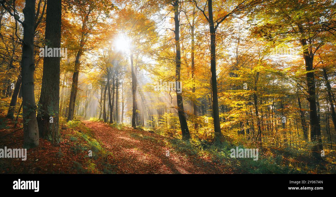 Herrlicher sonniger Herbsttag in einem malerischen gelben Wald. Die Sonne scheint durch leichten Nebel und beleuchtet einen Weg und das helle Laub. Stockfoto