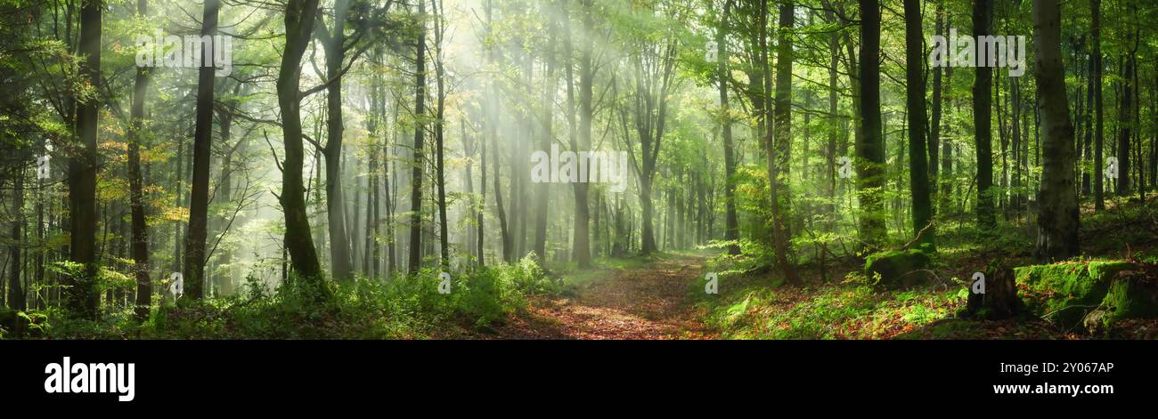 Bezaubernde Sonnenstrahlen in einem grünen Wald. Eine Mischung aus Sonnenschein und leichtem Nebel schafft eine magische Atmosphäre in diesem Panorama-Naturfoto. Stockfoto