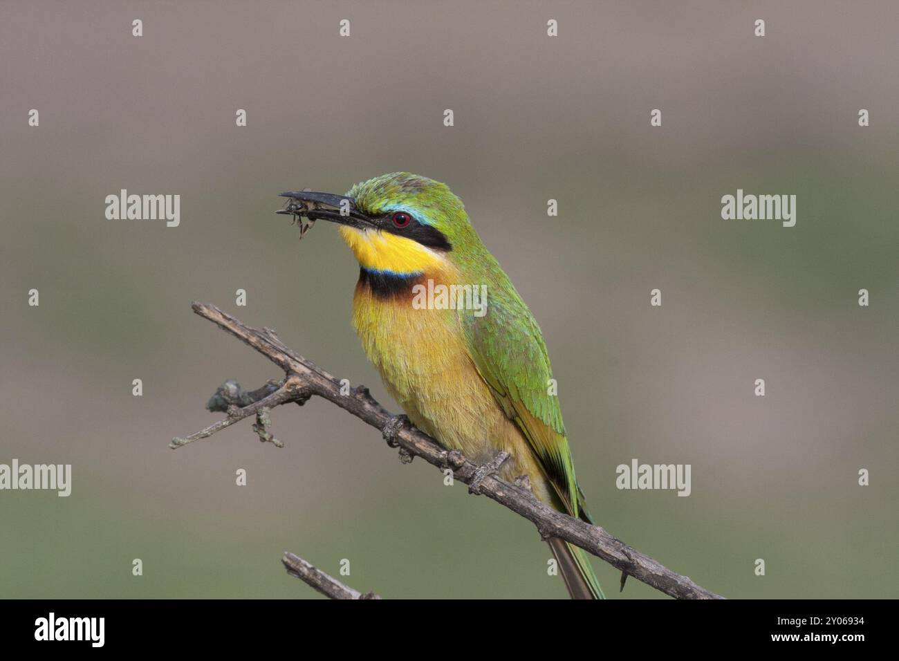 Zwergstrauch mit einer Biene im Schnabel, die auf einem trockenen Zweig sitzt Stockfoto