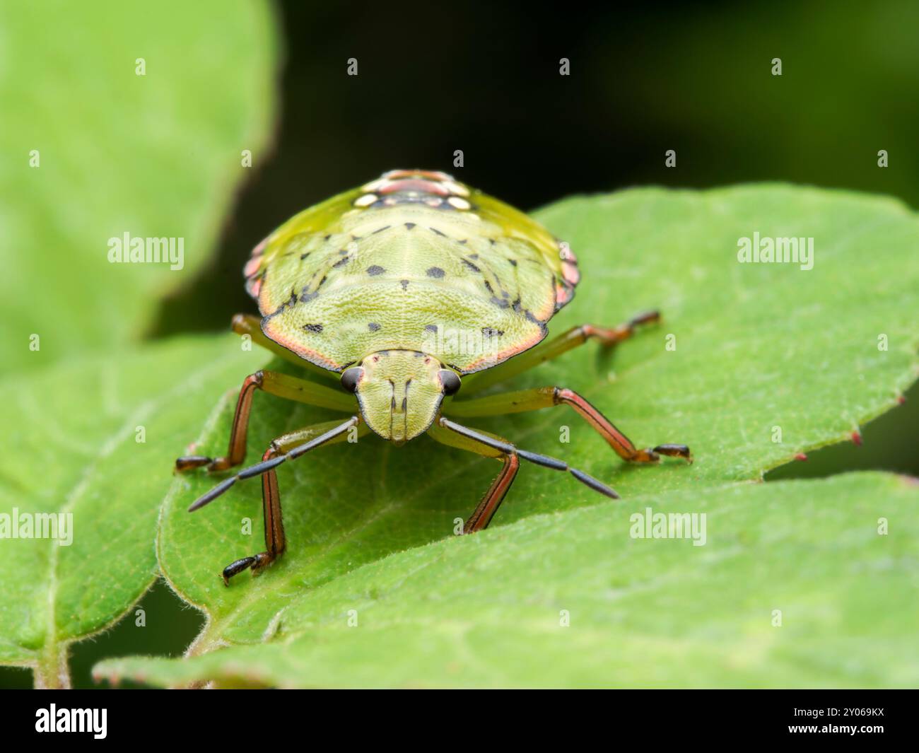 Nezara viridula grünes Insekt. Naturfehler. Grüner Insektenschädling Stockfoto
