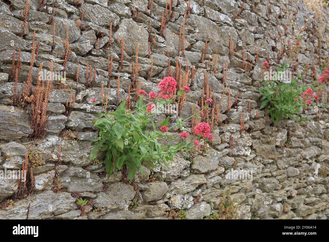 Blühende Pflanzen wachsen aus der Wand in der Rue du Canon, Sauzon, Belle Ile en Mer, Bretagne, Frankreich Stockfoto