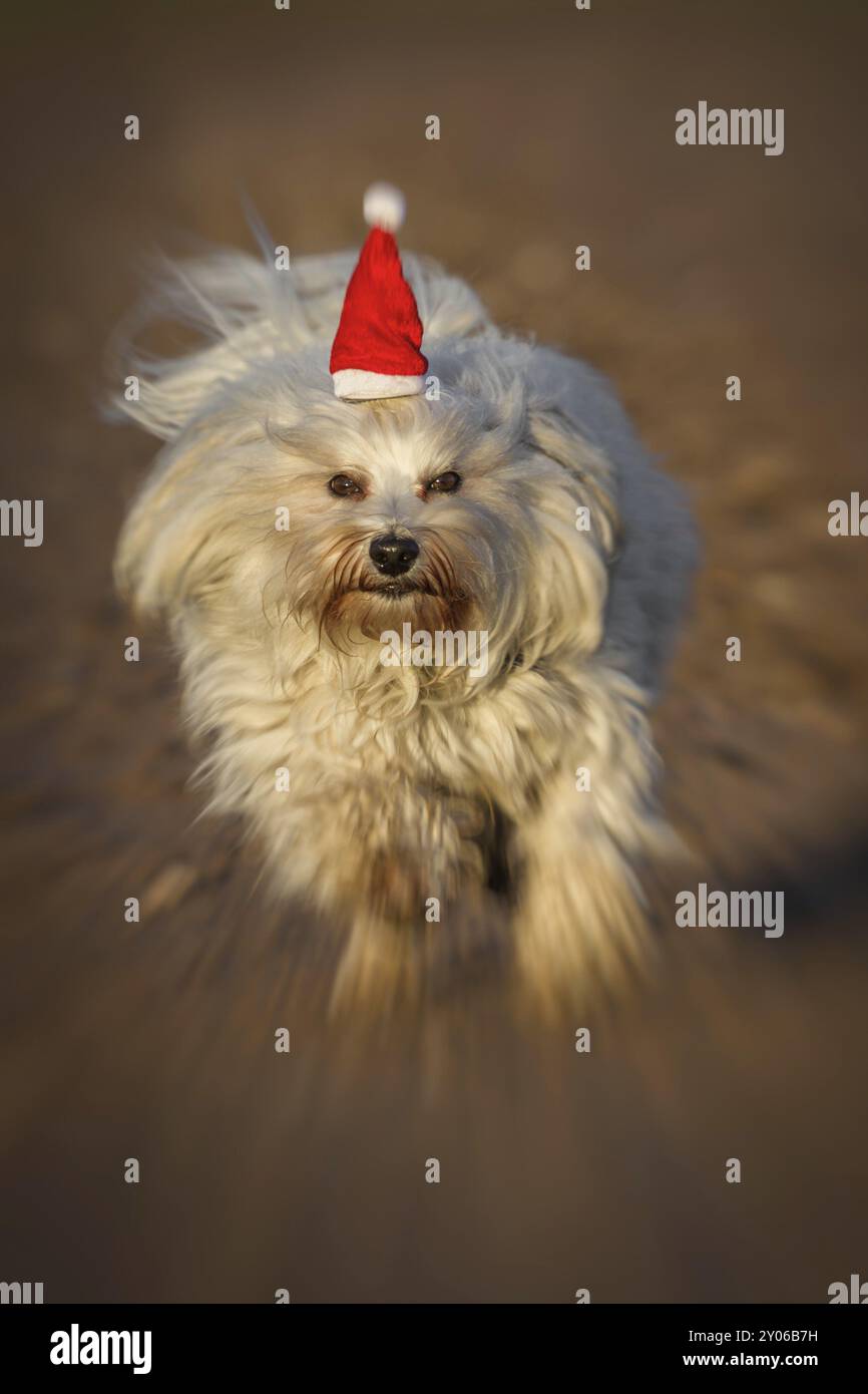 Ein Hund mit einem kleinen roten Weihnachtshut läuft sehr schnell auf den Fotografen zu, das Bild wurde mit einem Zoomeffekt versehen Stockfoto