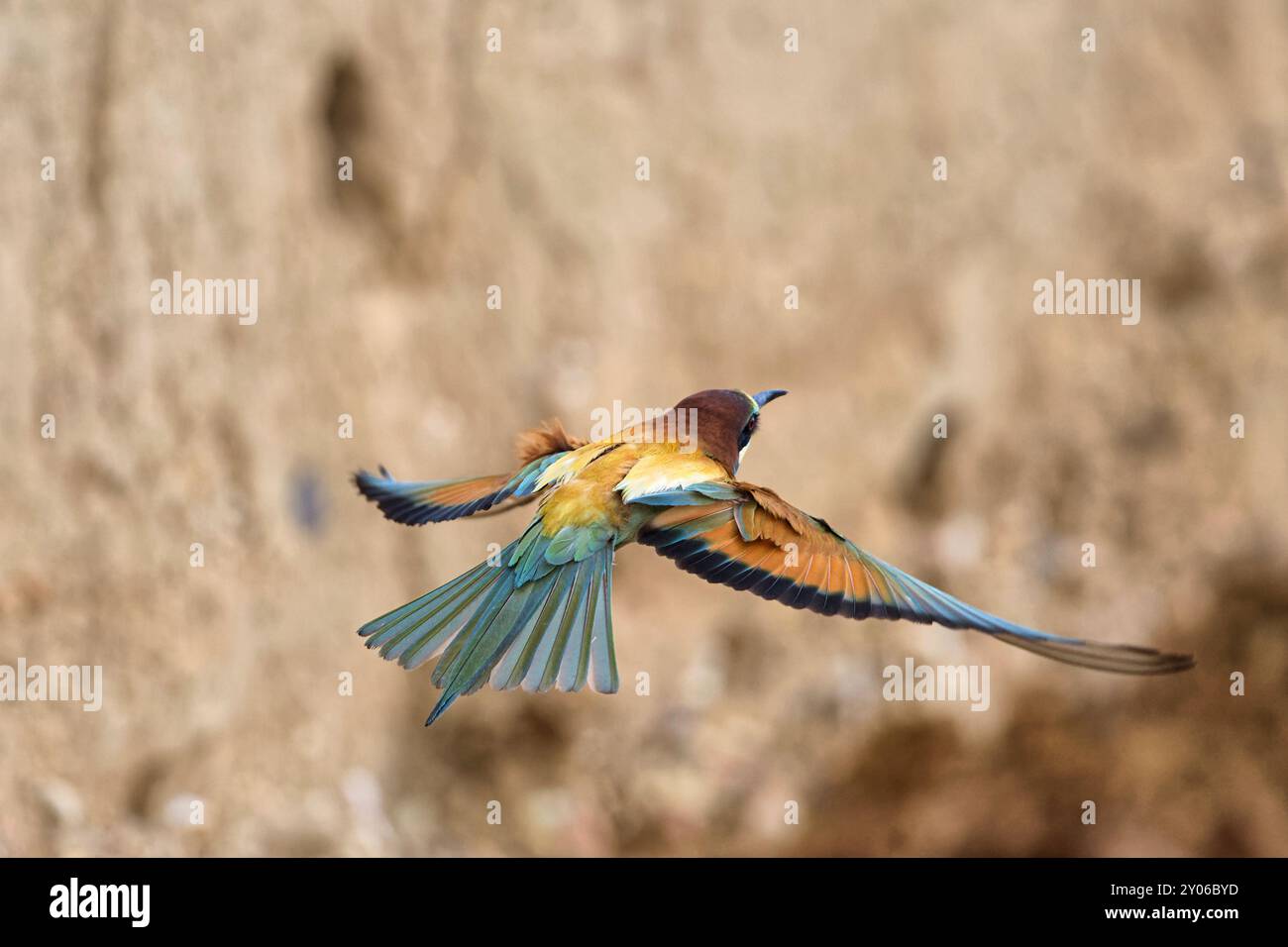 Bienenfresser fliegt in die Brutröhre Stockfoto