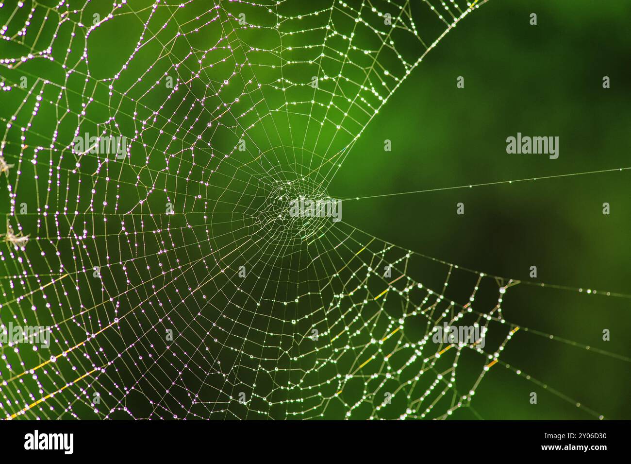Spinnennetz der europäischen Gartenspinne (Araneus diadematus) mit Tautropfen Stockfoto