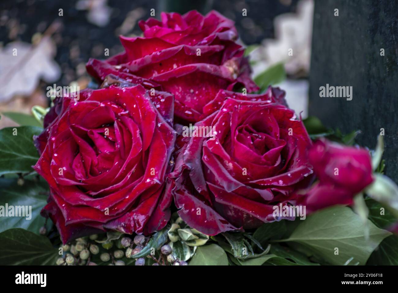 Eine perfekte boquet von roten Rosen mit Wassertropfen glinsterig in Sonnenschein und ein Bokeh Hintergrund Stockfoto