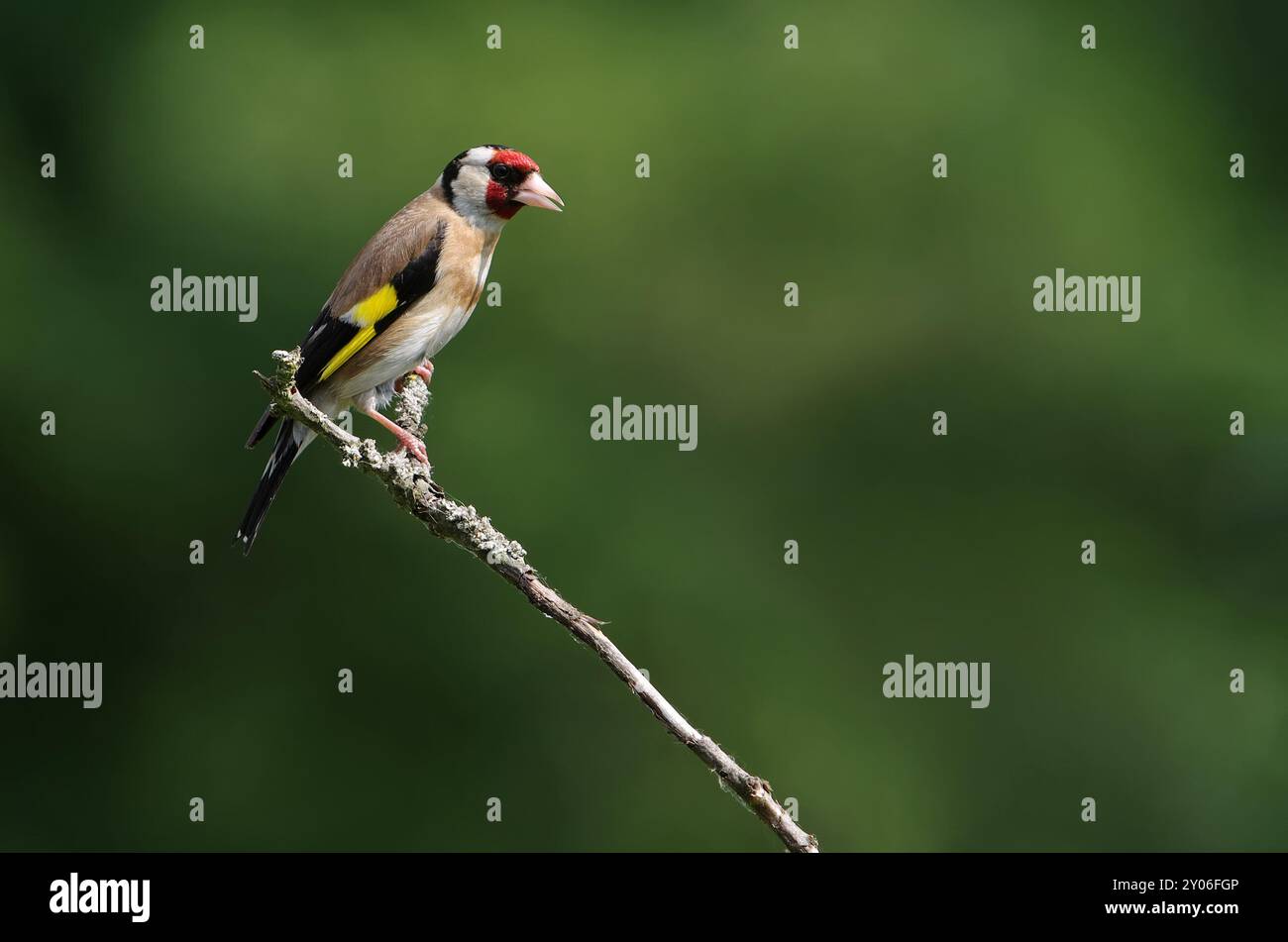 Goldfinch, Goldfinch, männlich Stockfoto
