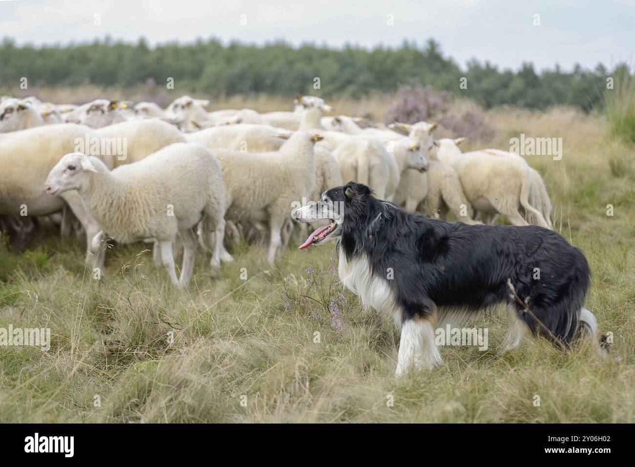 Australische Schäferhunde hütet Bentheimer Land Schafe Stockfoto
