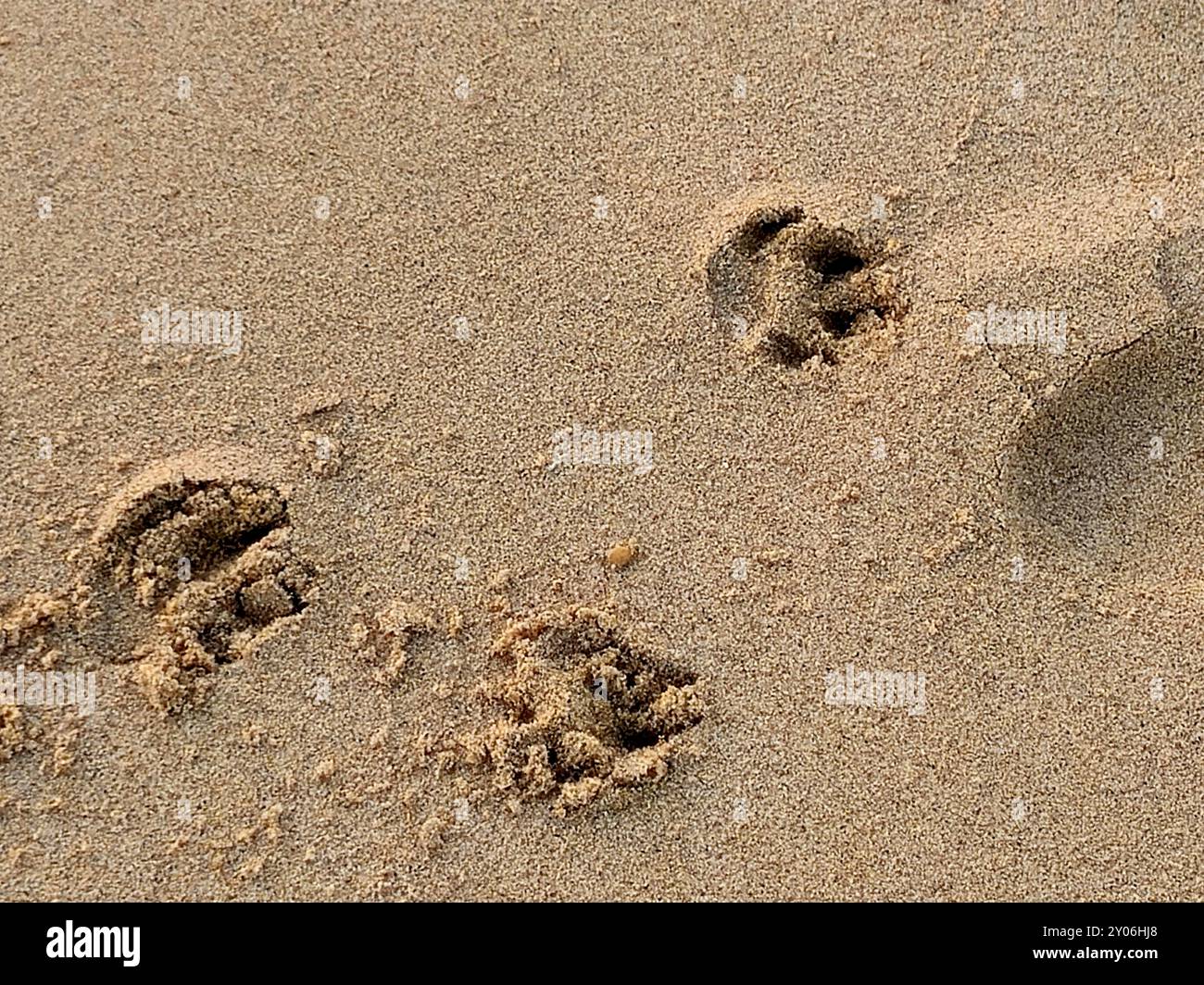 Pfoten auf dem Sand des Strandes, die Eindrücke oder Bilder, die von Tieren mit Pfoten hinterlassen werden, die laufen, sind wie Fußabdrücke für Menschen, aber pawpr Stockfoto